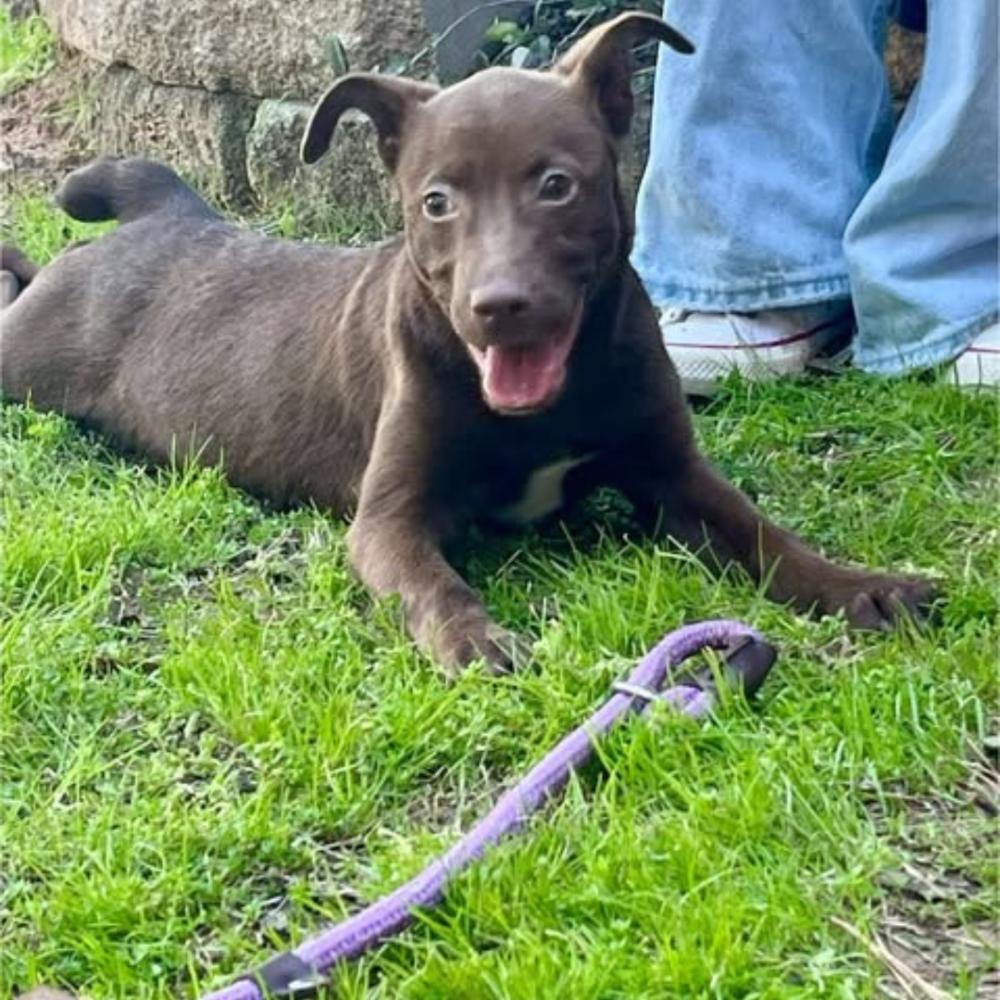 Enlarge Elise, a Adoptable mixed breed in Colorado Springs, CO image 5/5