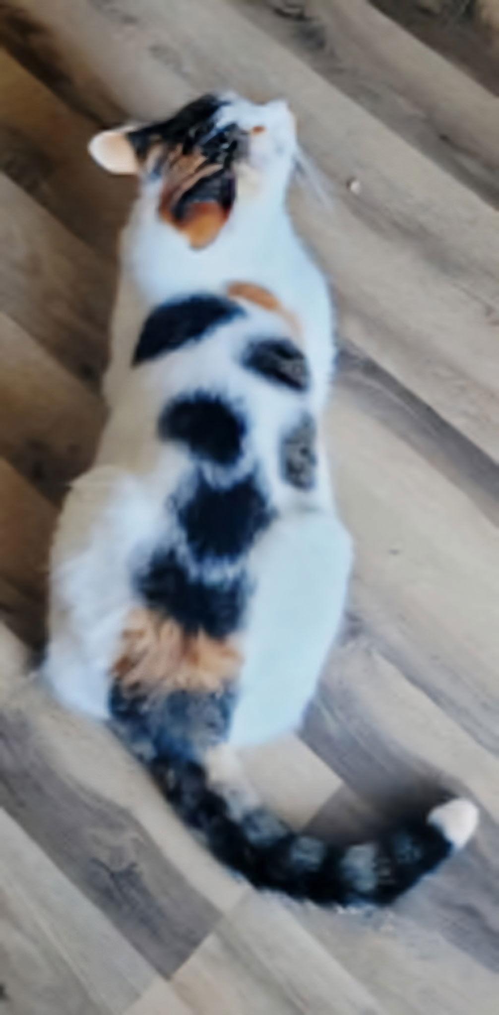 Enlarge TATUM, a Adoptable Calico in Franklin, TN image 2/3