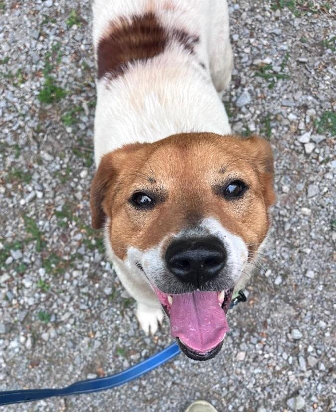 Enlarge OLIVER, a ADOPTABLE Mixed Breed in Pegram, TN image 3/4