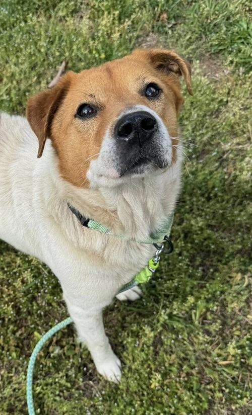 Enlarge OLIVER, a ADOPTABLE Mixed Breed in Pegram, TN image 2/4