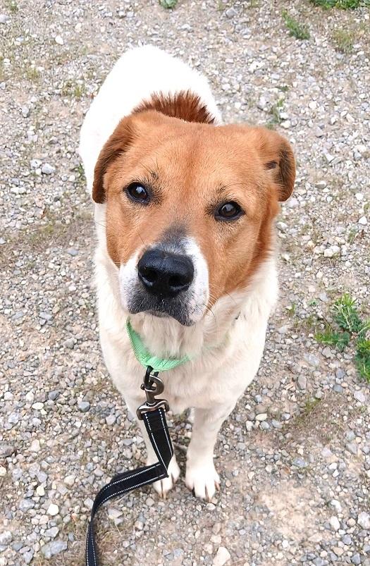 OLIVER, ADOPTABLE, Adult Male Mixed Breed.