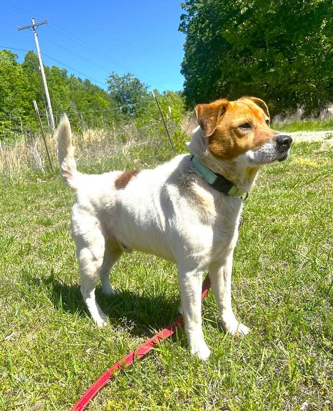 OLIVER, ADOPTABLE, Adult Male Mixed Breed.