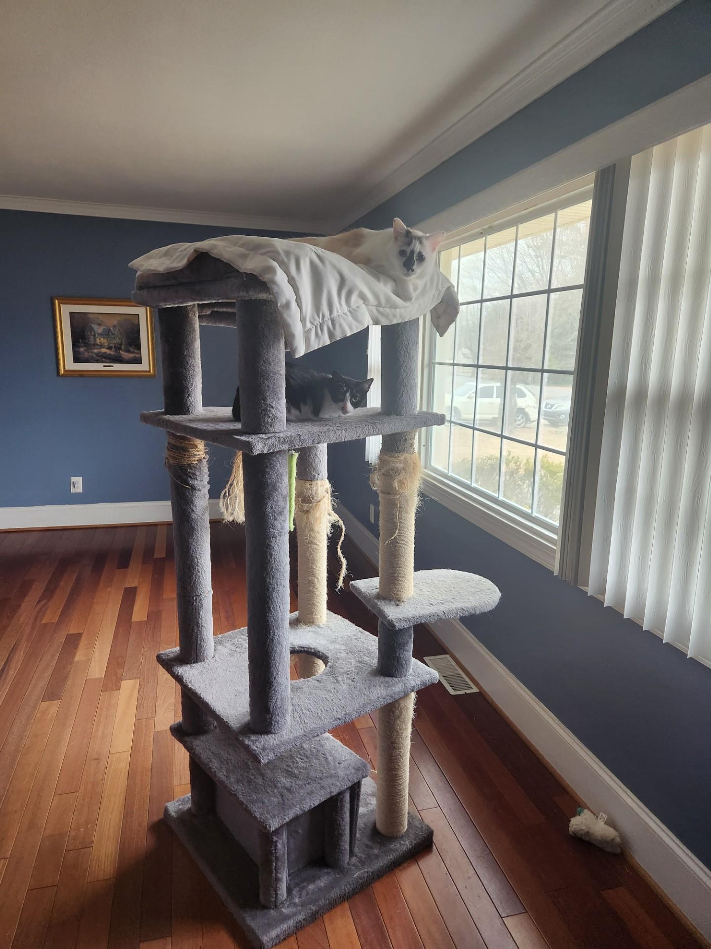 Oreo & Daisy COURTESY LISTING, ADOPTABLE, Young Female Domestic Short Hair.