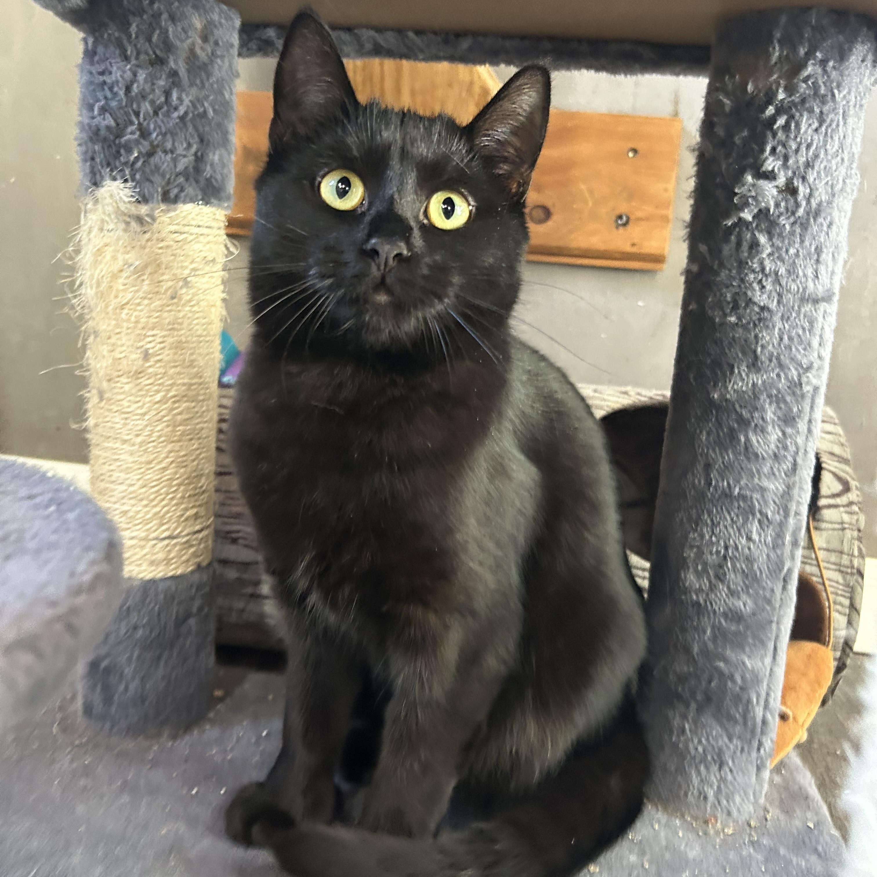 Isley, adoptable, Young Female Domestic Short Hair.