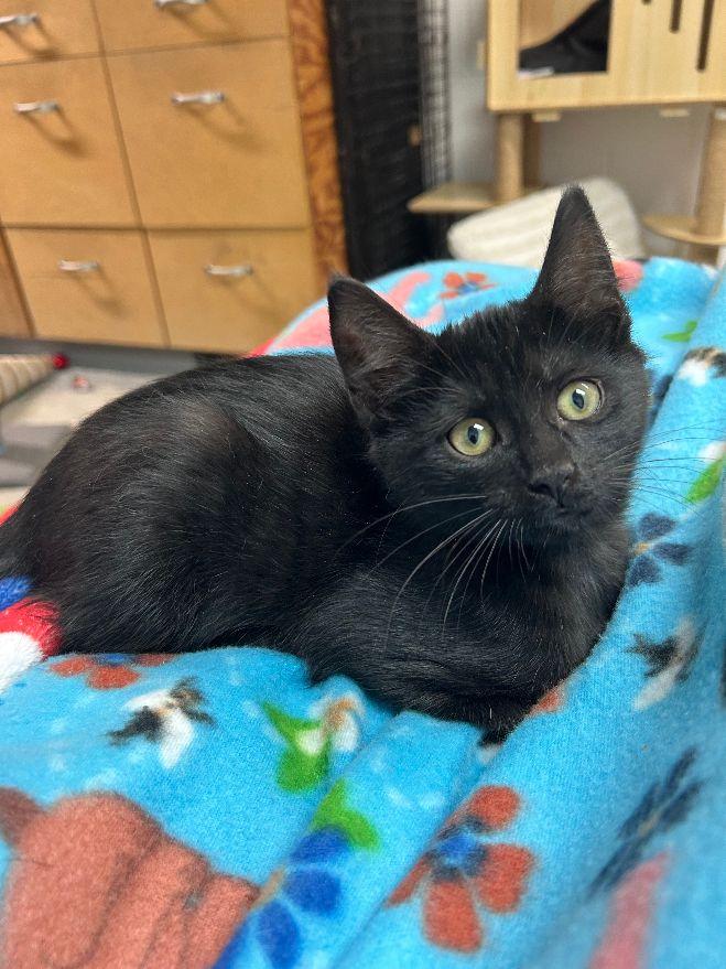 Isley, Adoptable, Kitten Female Domestic Short Hair.