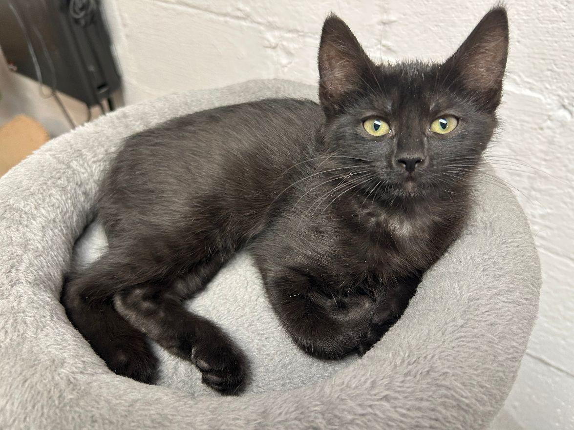 Isley, a Adoptable Domestic Short Hair image 4/5