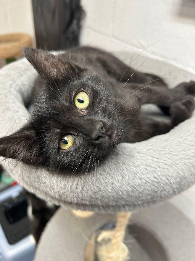 Isley, a Adoptable Domestic Short Hair image 2/5