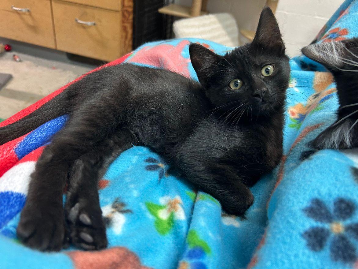 Isley, a Adoptable Domestic Short Hair image 3/5