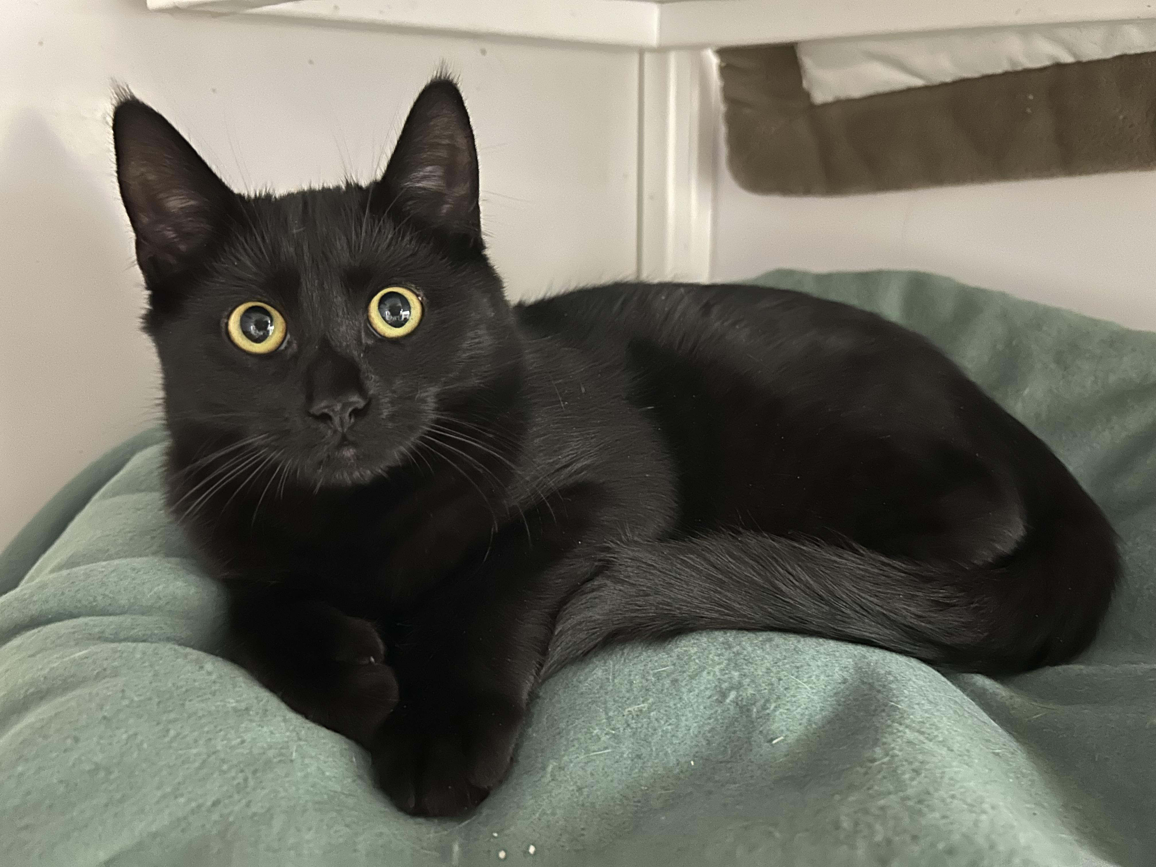 Isley, an adoptable Domestic Short Hair in White Oak, PA image 2/5