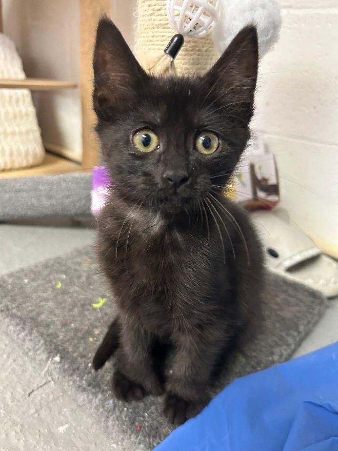 Isley, a Adoptable Domestic Short Hair image 5/5