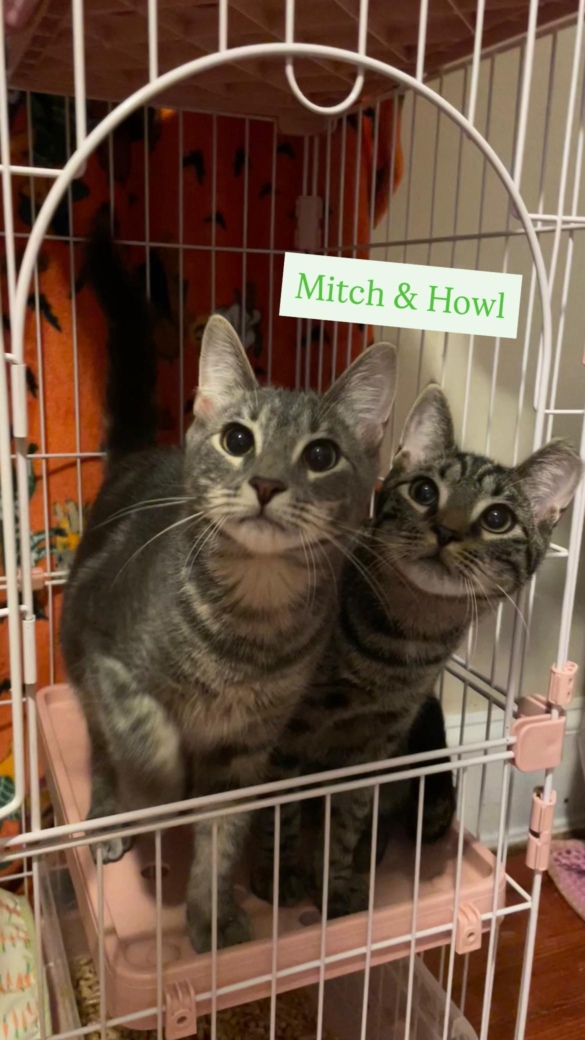 *BONDED BROTHERS* Mitch & Sweet Howl, Adoptable, Young Male American Shorthair.