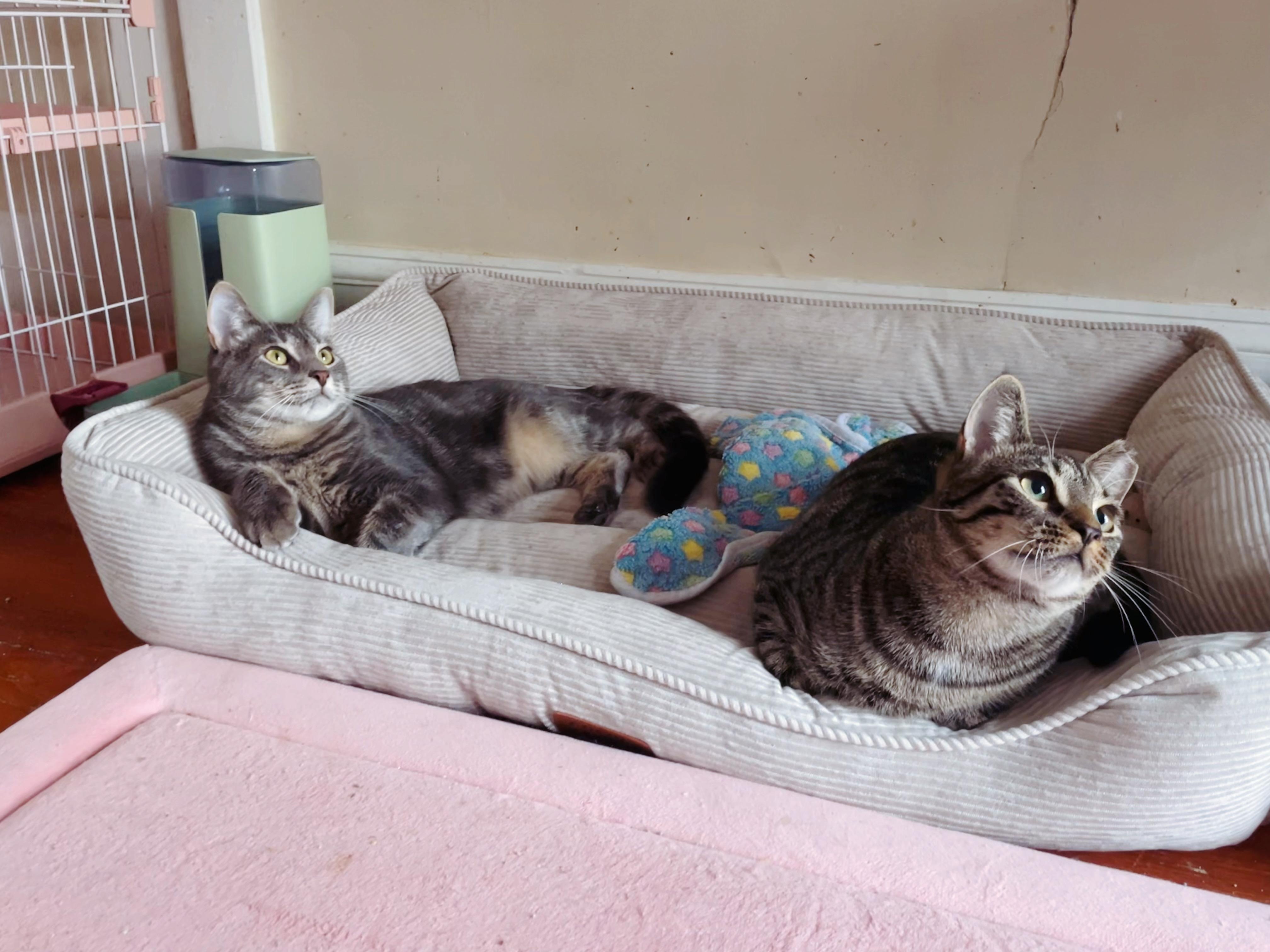 *BONDED BROTHERS* Mitch & Sweet Howl, a Adoptable American Shorthair in Staten Island, NY image 2/5