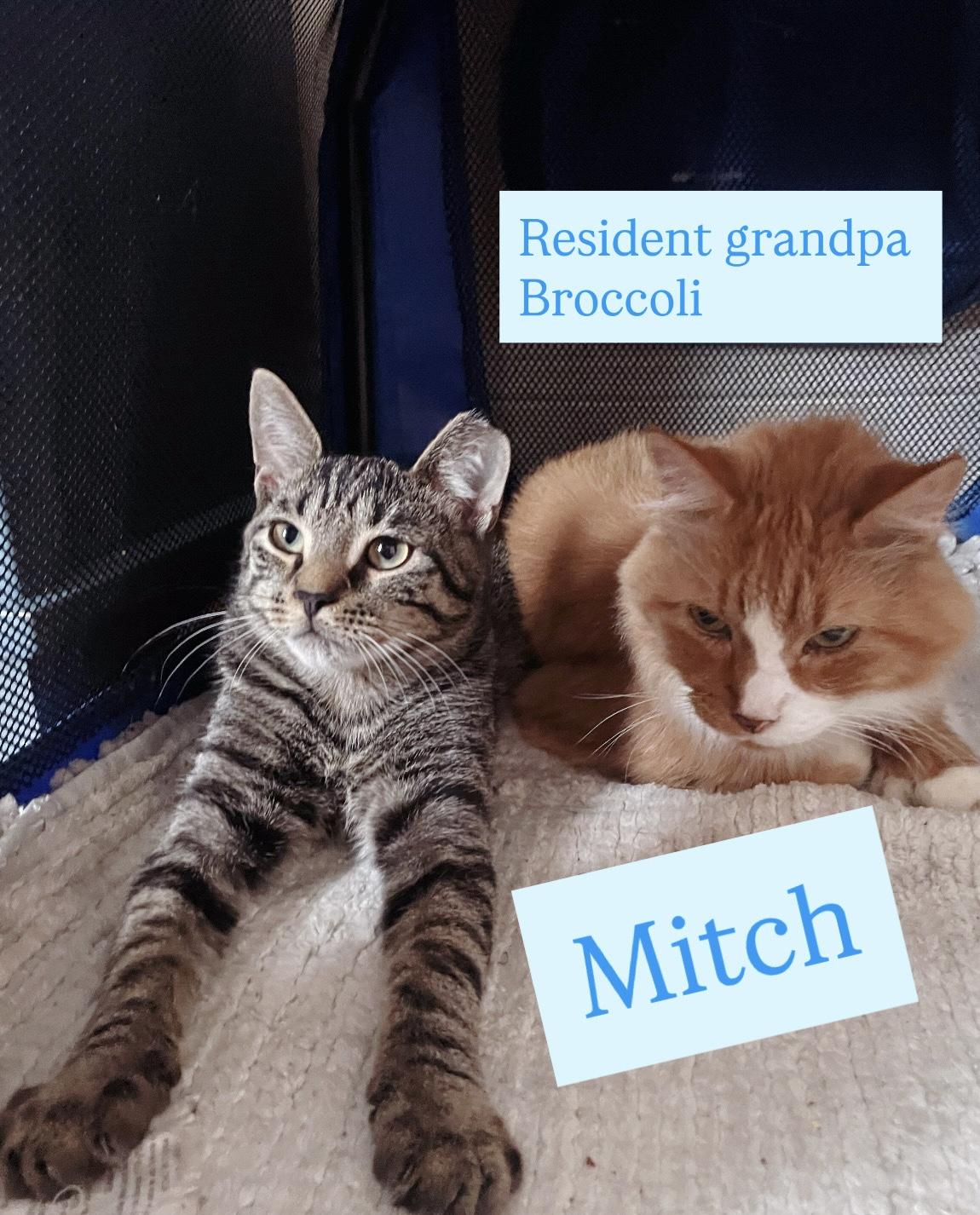 *BONDED BROTHERS* Mitch & Sweet Howl, a Adoptable American Shorthair in Staten Island, NY image 5/5