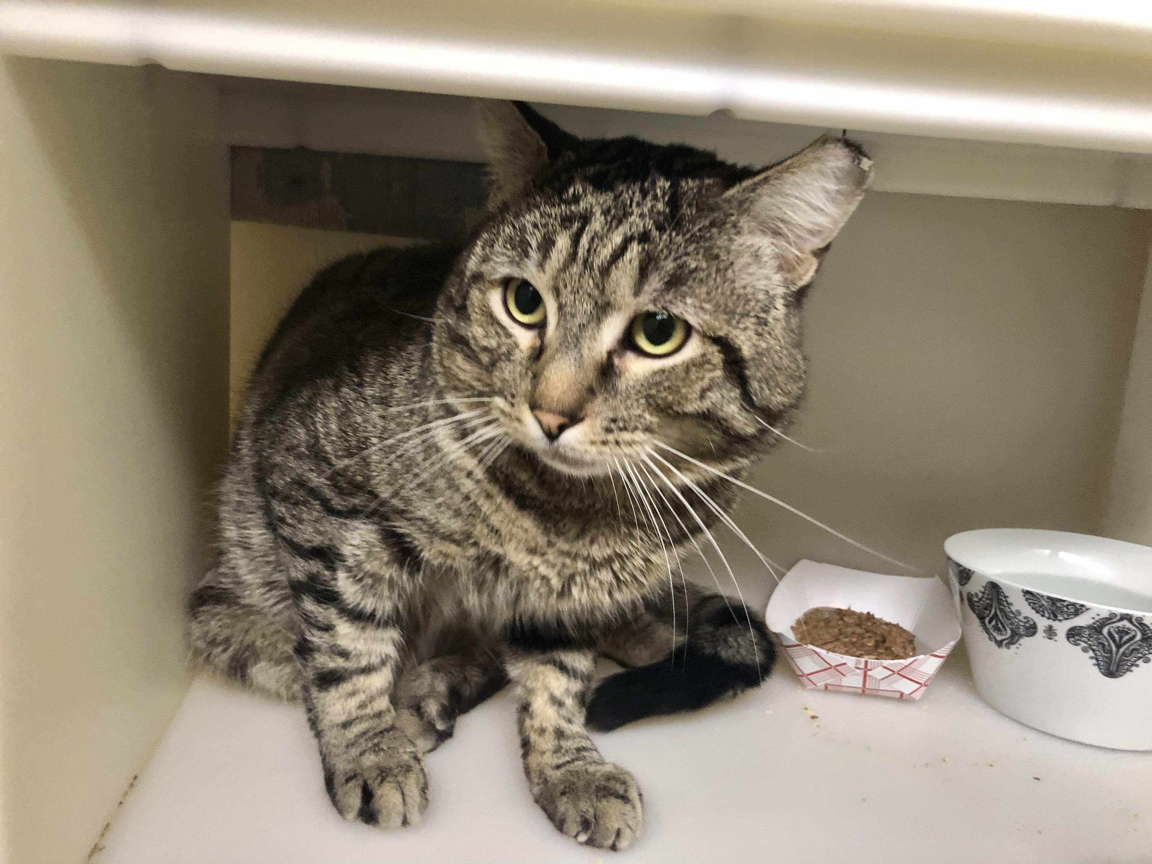 Enlarge Tofurky, an adopted Domestic Short Hair in Salisbury, MA image 3/5