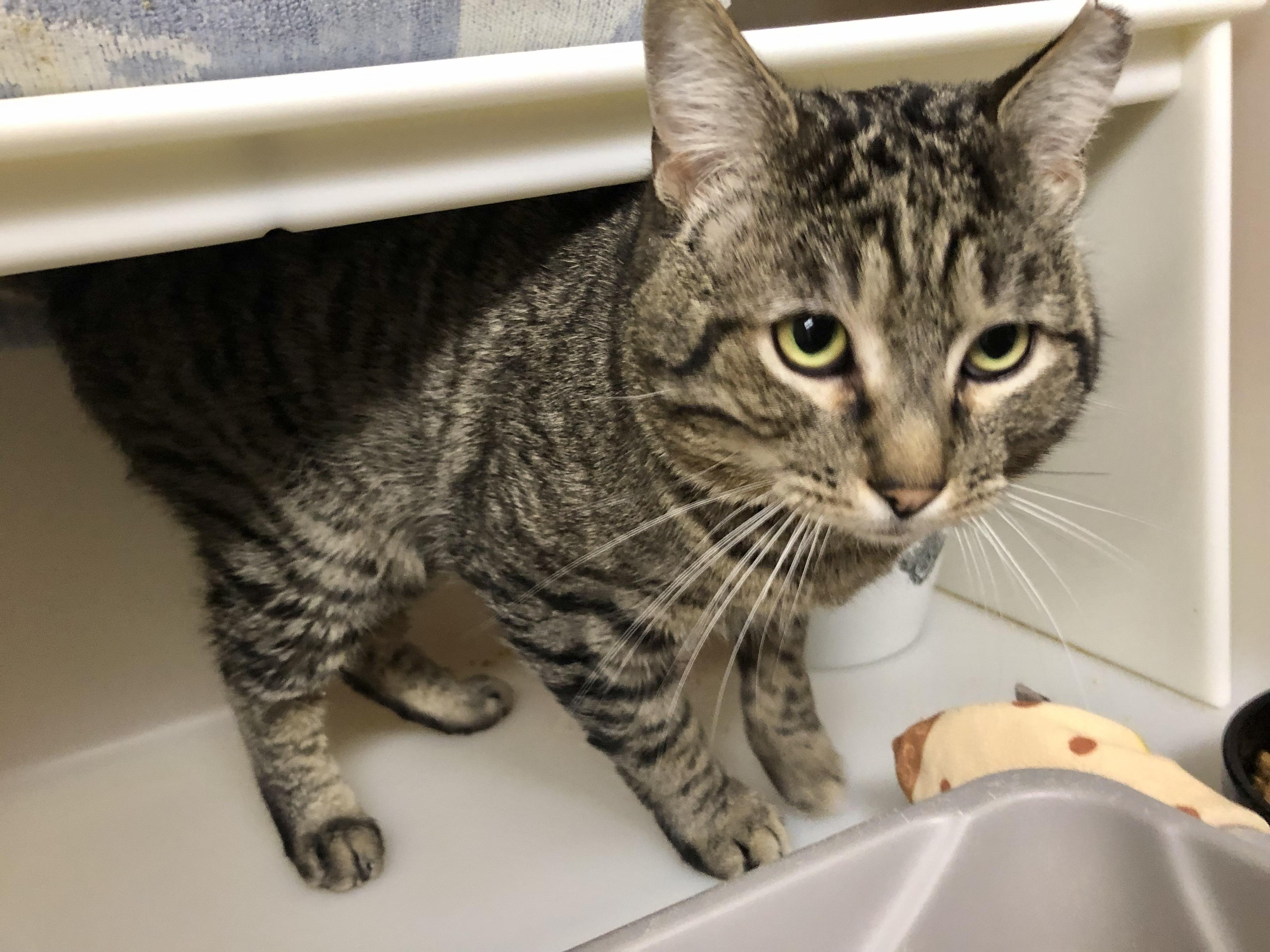 Enlarge Tofurky, an adopted Domestic Short Hair in Salisbury, MA image 2/5