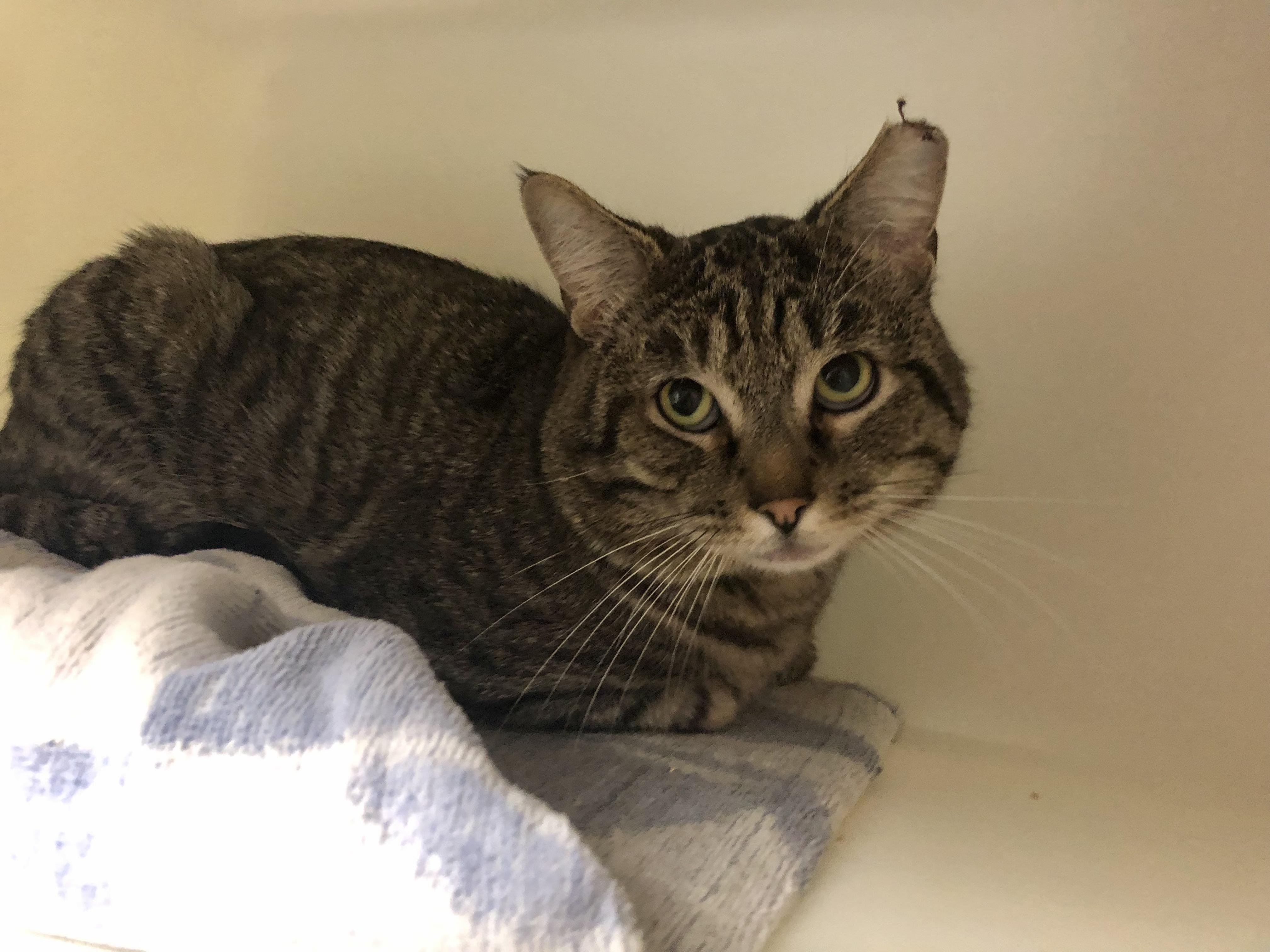 Enlarge Tofurky, an adopted Domestic Short Hair in Salisbury, MA image 5/5