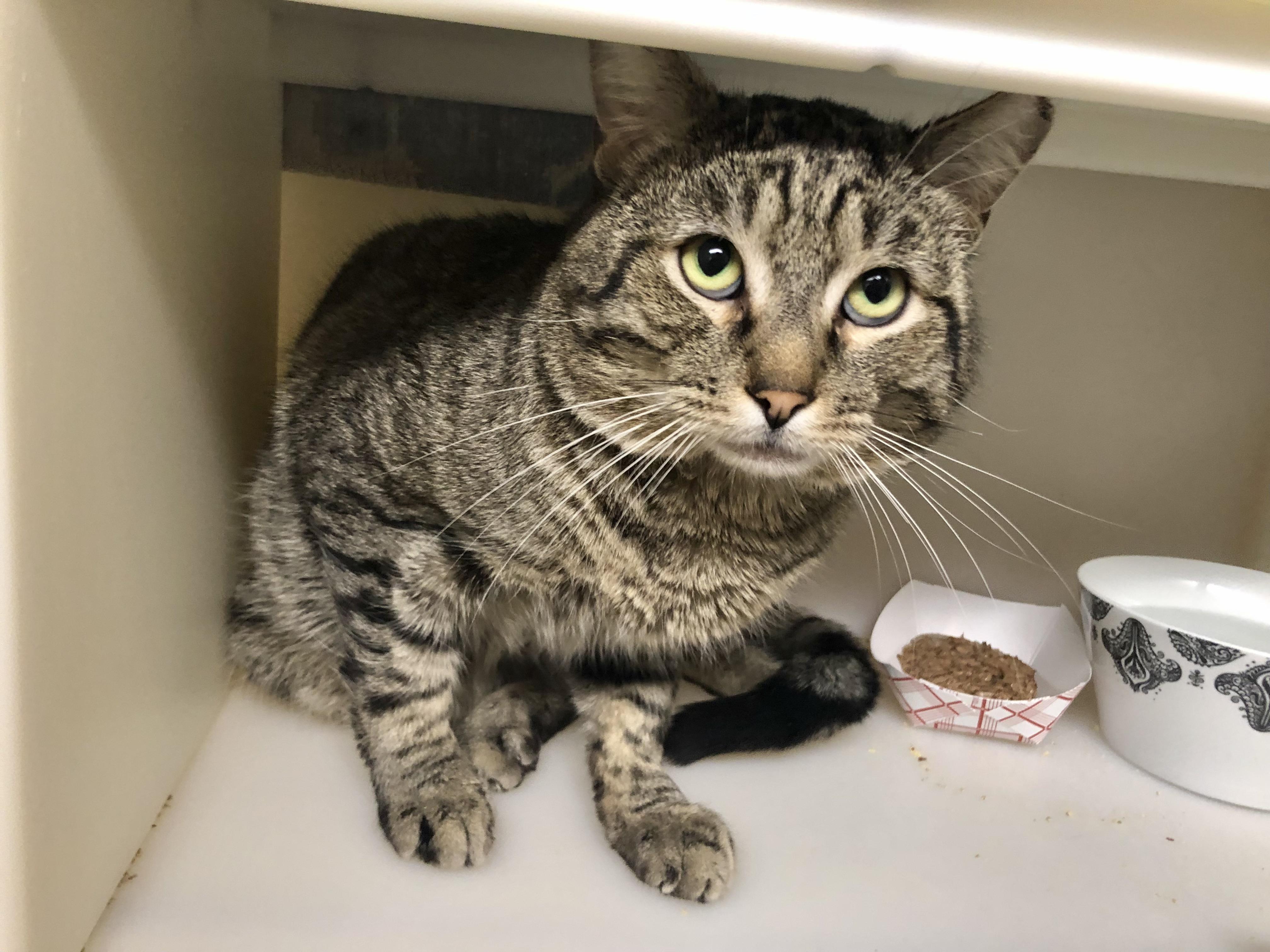 Enlarge Tofurky, an adopted Domestic Short Hair in Salisbury, MA image 4/5