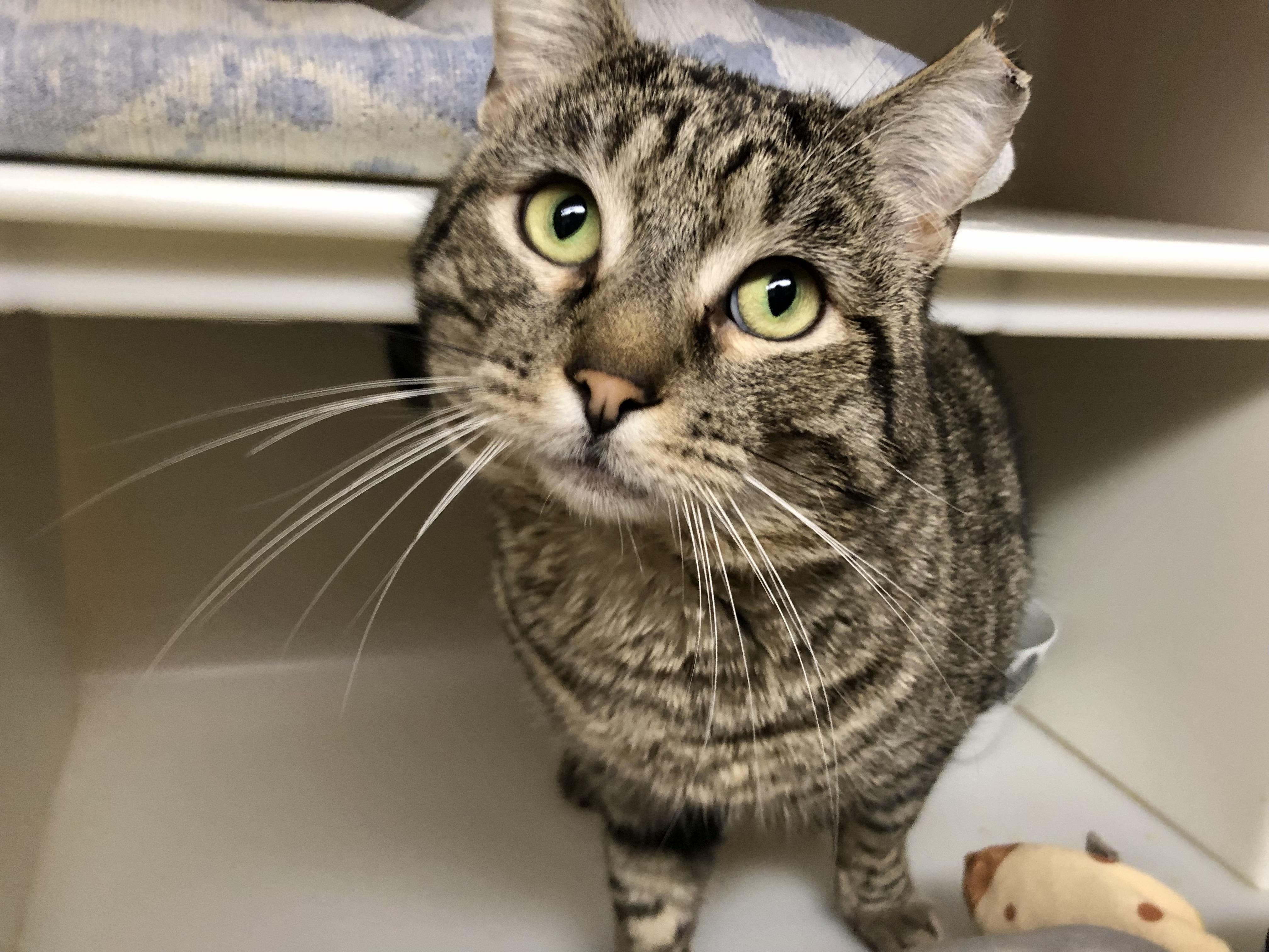 Enlarge Tofurky, an adopted Domestic Short Hair in Salisbury, MA image 1/5