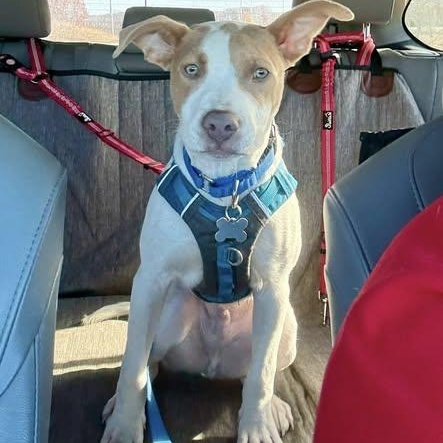 Nyx, Adoptable, Puppy Male Pit Bull Terrier.