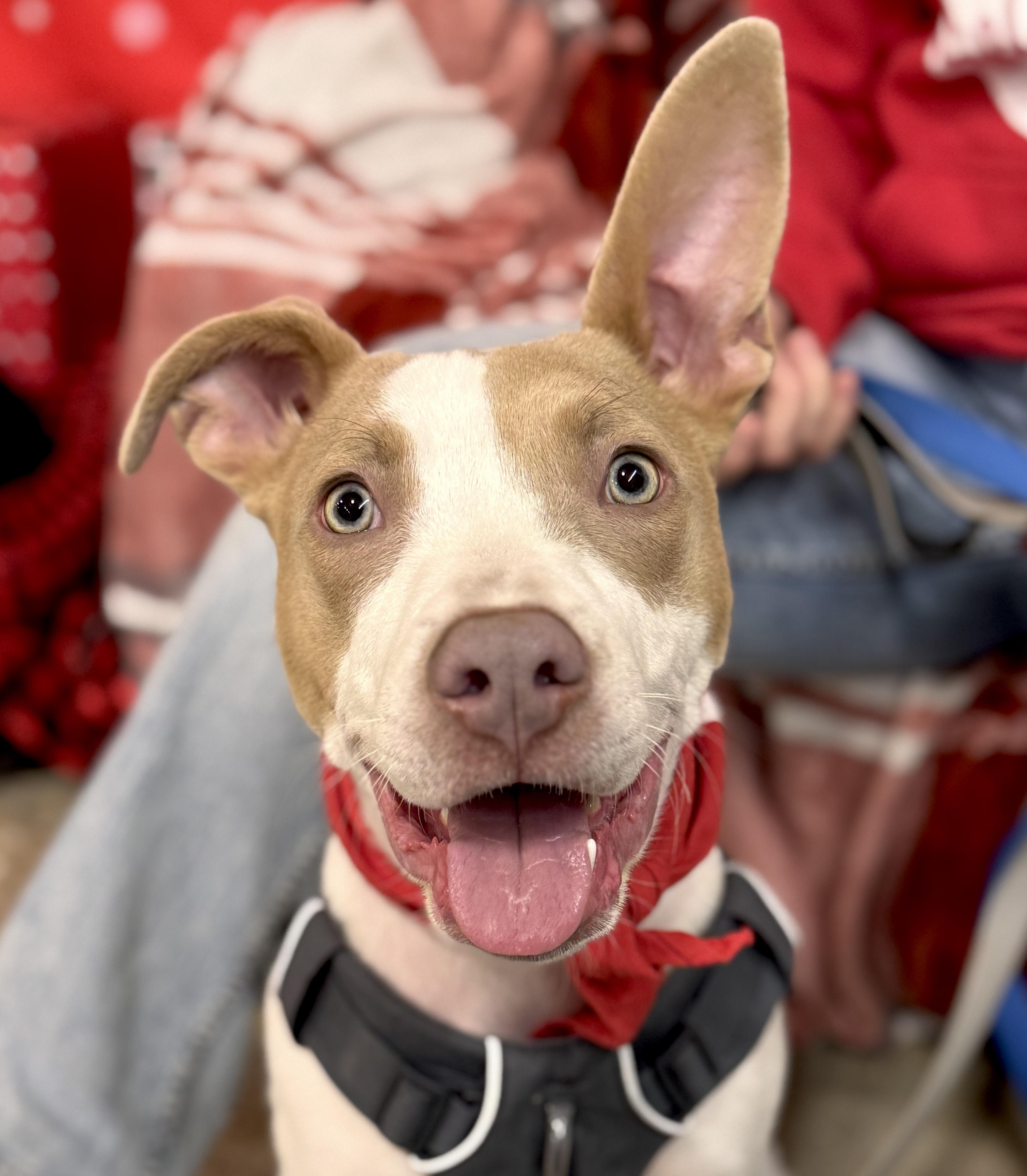Nyx, adoptable, Puppy Male Pit Bull Terrier.