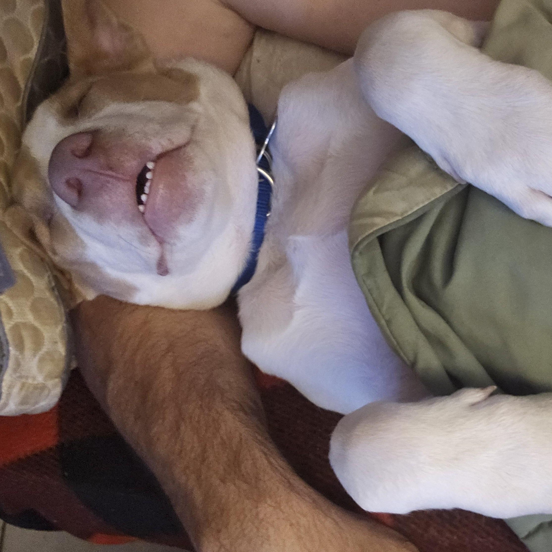 Nyx, a Adoptable mixed breed image 3/6