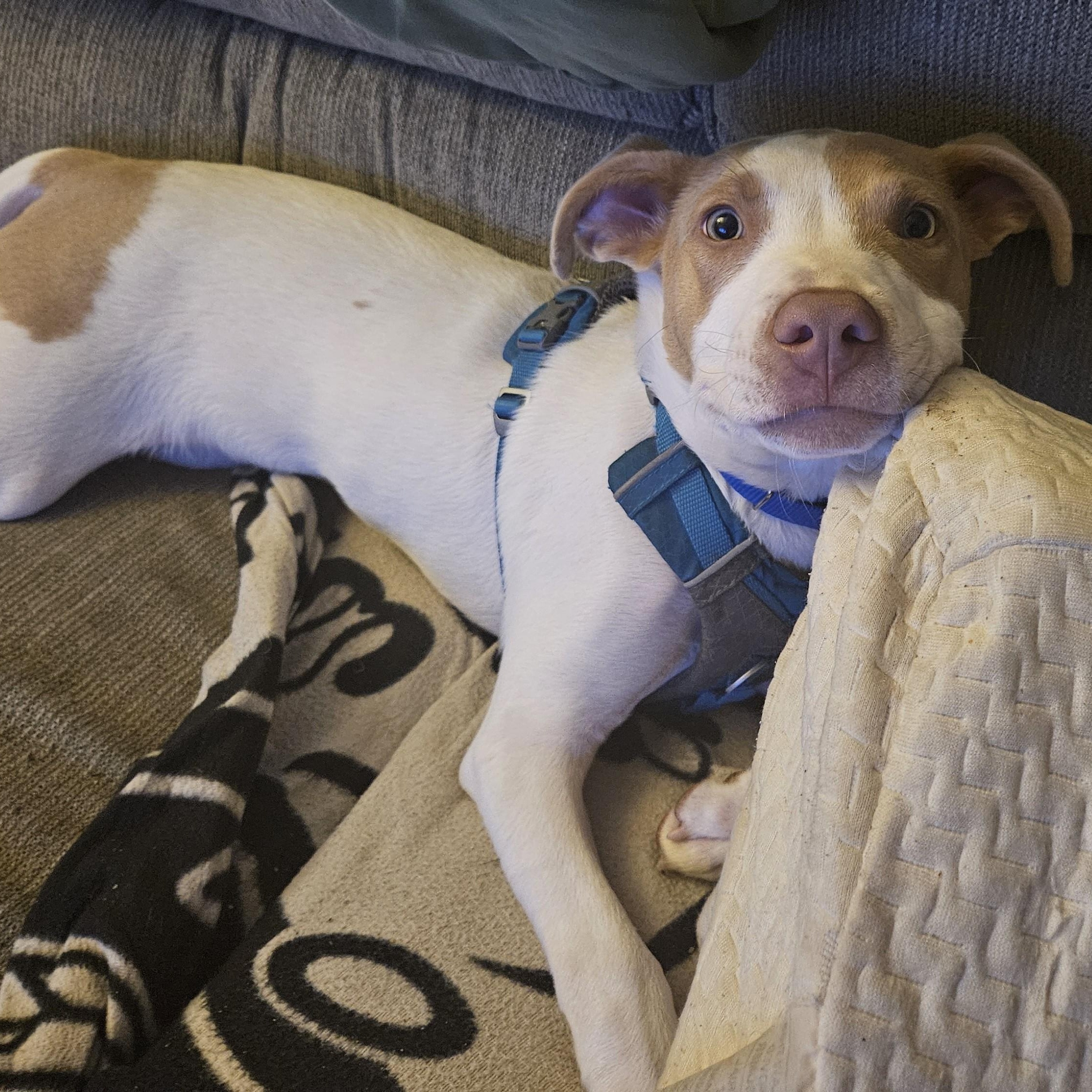 Nyx, a Adoptable mixed breed image 2/6