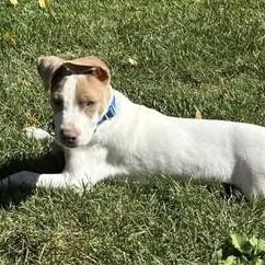 Nyx, a Adoptable mixed breed image 6/6