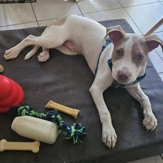 Nyx, a Adoptable mixed breed image 4/6