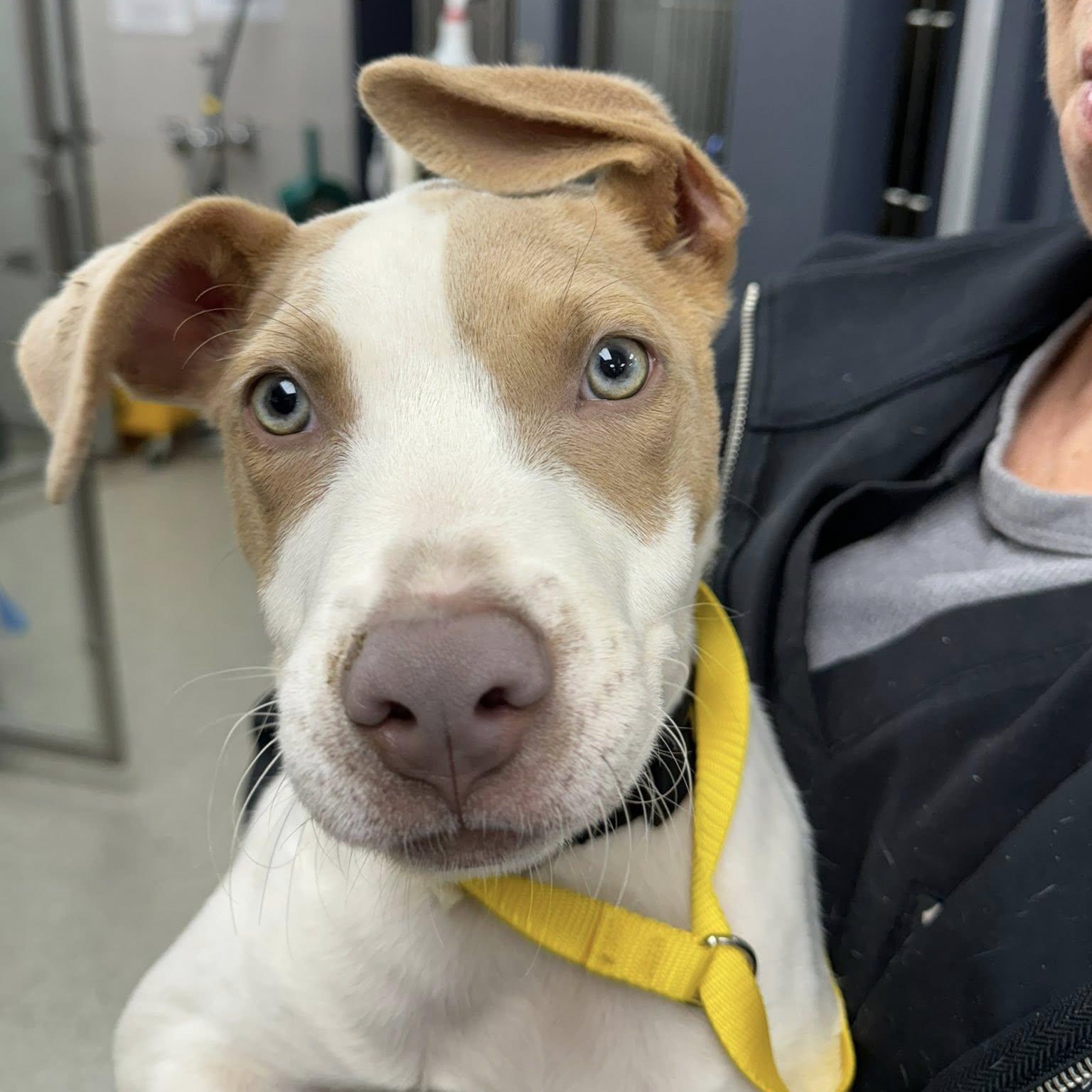 Nyx, Adoptable, Puppy Male Pit Bull Terrier.