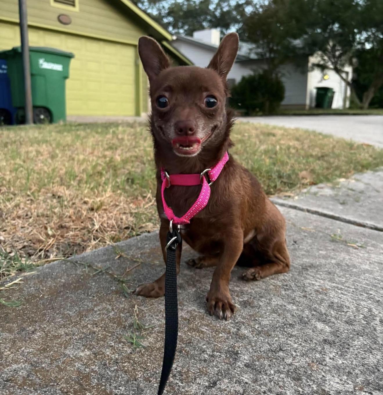 Enlarge Mocha Mouse, a Adoptable mixed breed in Boston, MA image 2/6