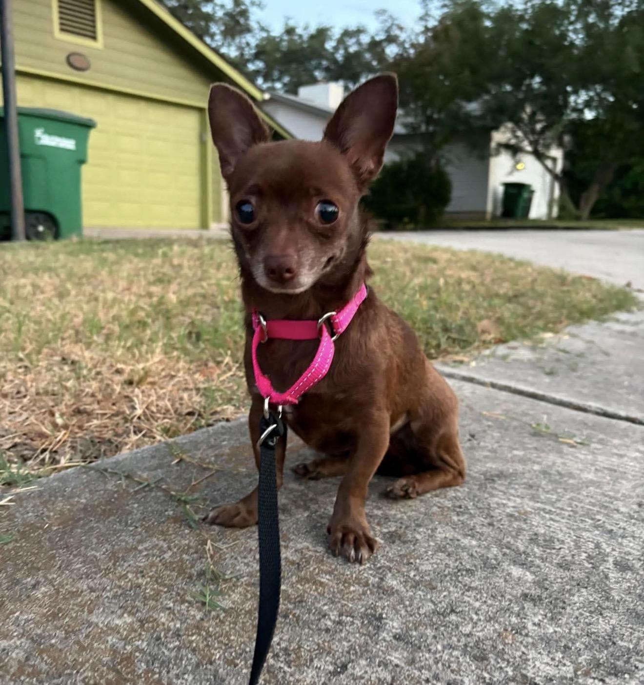Enlarge Mocha Mouse, a Adoptable mixed breed in Boston, MA image 3/6