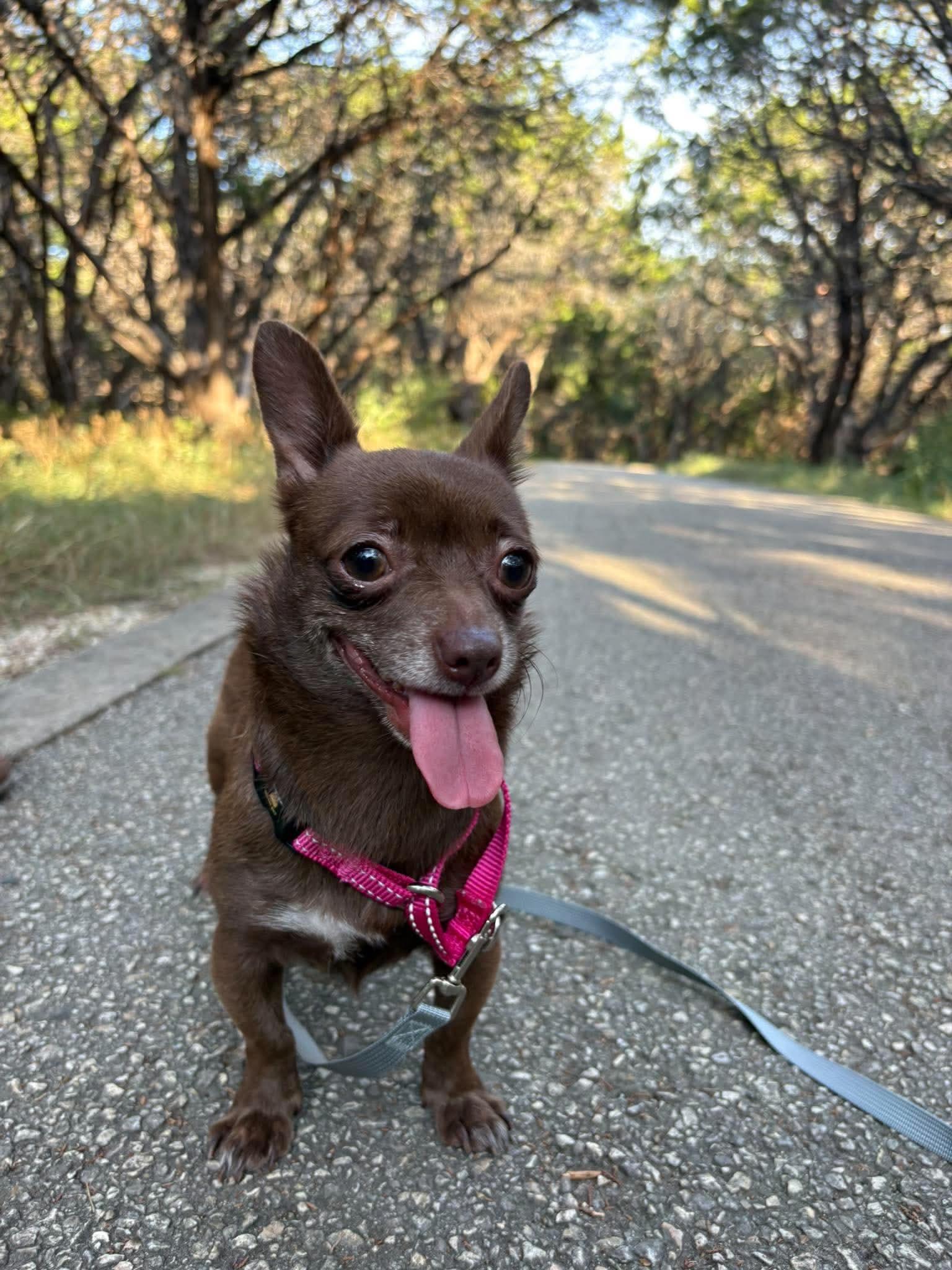 Mocha Mouse, Adoptable, Adult Female Chihuahua.