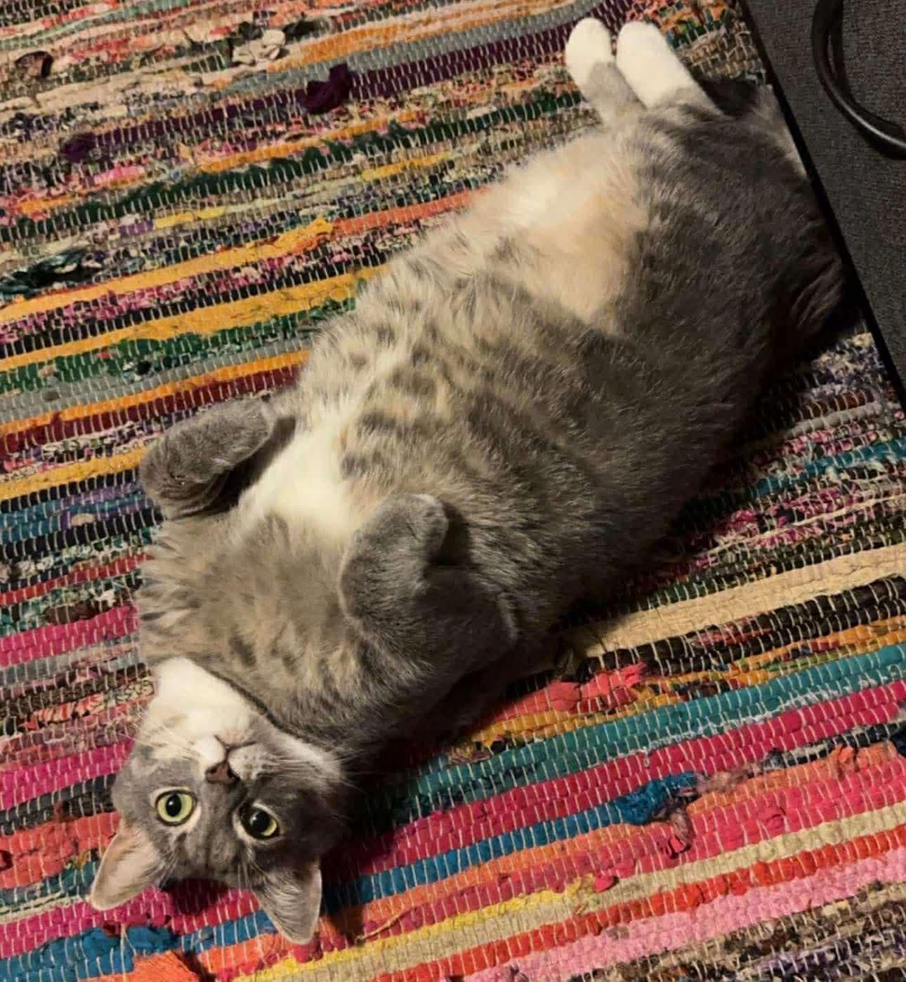 Enlarge Cindy, a Adoptable Tabby in Beckley, WV image 3/3