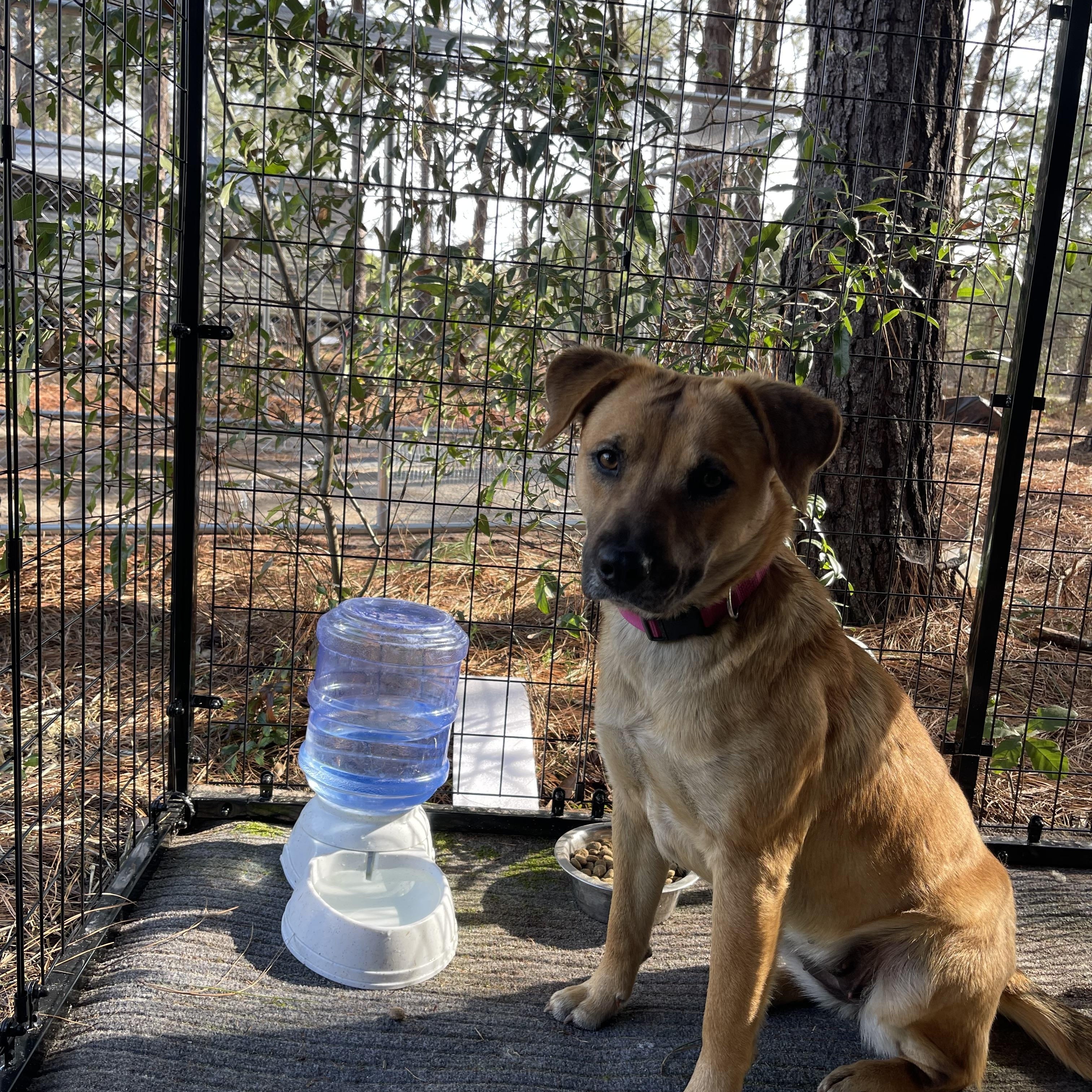 Enlarge Farrah, a ADOPTABLE mixed breed in Newington, GA image 2/4