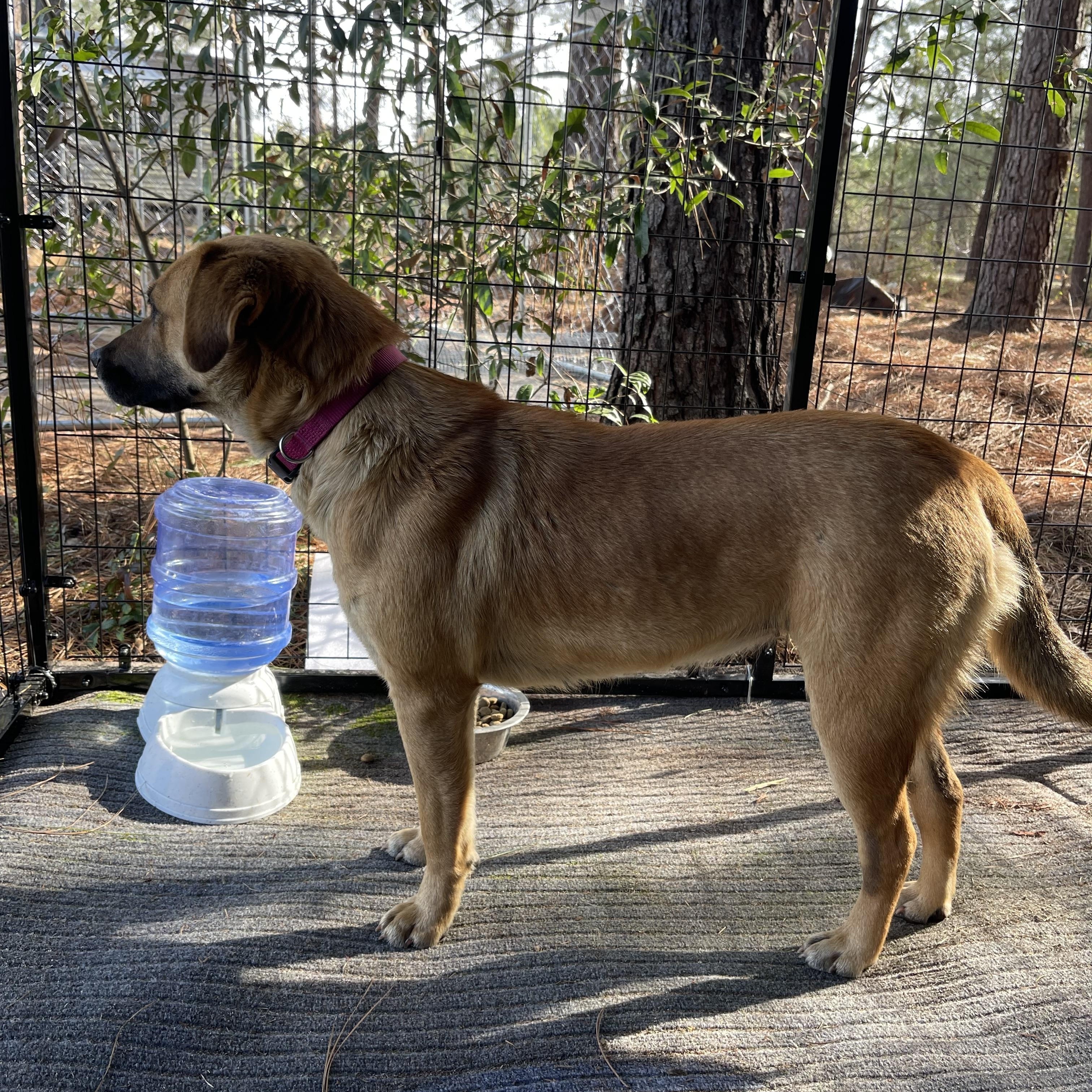 Farrah, ADOPTABLE, Young Female Black Mouth Cur & Labrador Retriever.