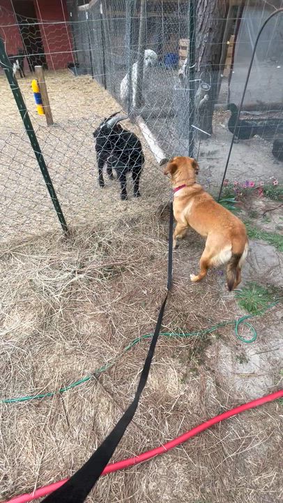 Enlarge Farrah, a ADOPTABLE mixed breed in Newington, GA video 3/4