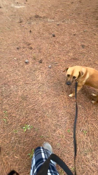 Enlarge Farrah, a ADOPTABLE mixed breed in Newington, GA video 4/4