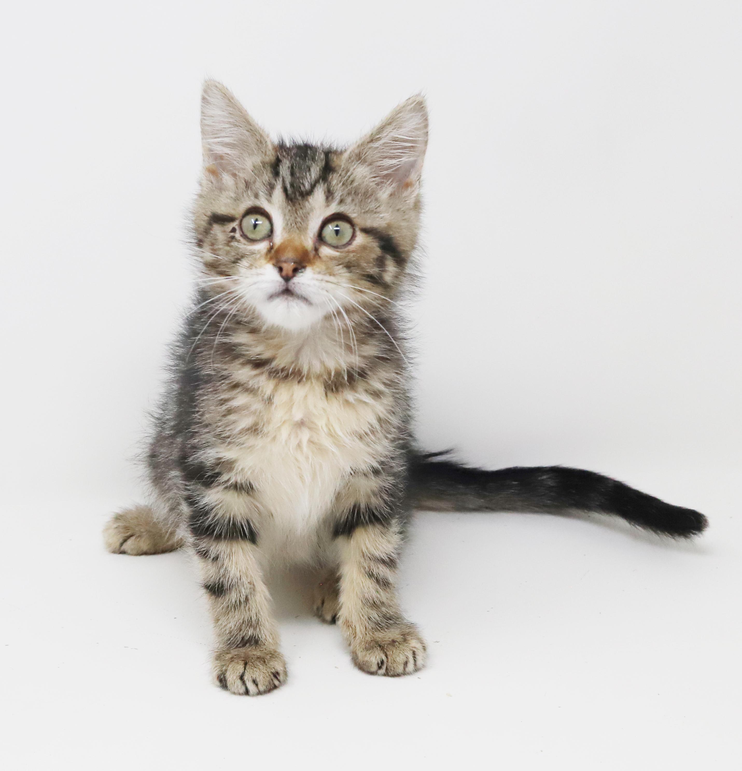 Baja Blast is just a mini darling Super deliciously sweet - VIDEO, Adoptable, Kitten Female Tabby & Bengal.