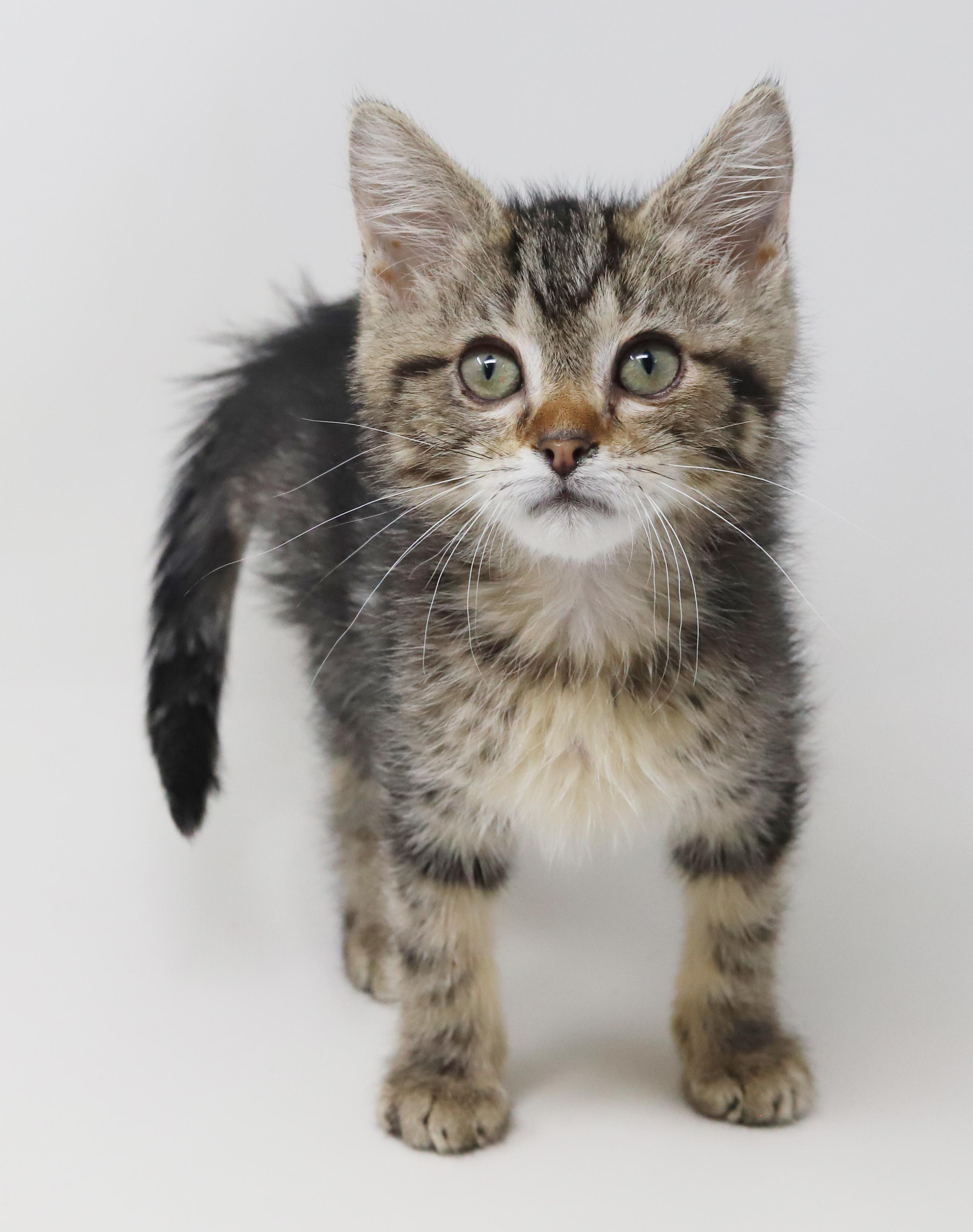 Enlarge Baja Blast is just a mini darling Super deliciously sweet - VIDEO, a Adoptable mixed breed in Bedford Hills, NY image 5/6