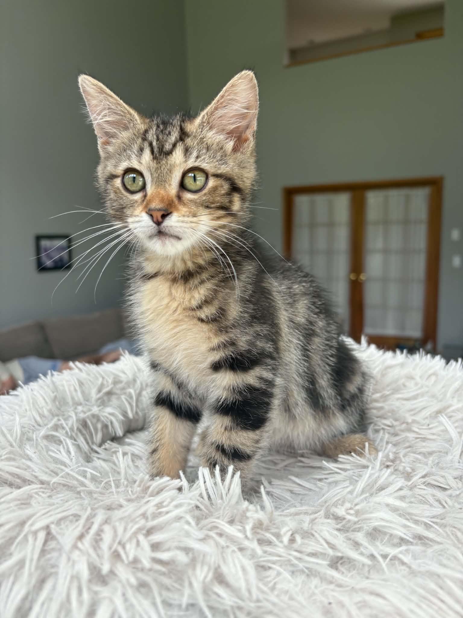 Enlarge Baja Blast is just a mini darling Super deliciously sweet - VIDEO, a Adoptable mixed breed in Bedford Hills, NY image 3/6