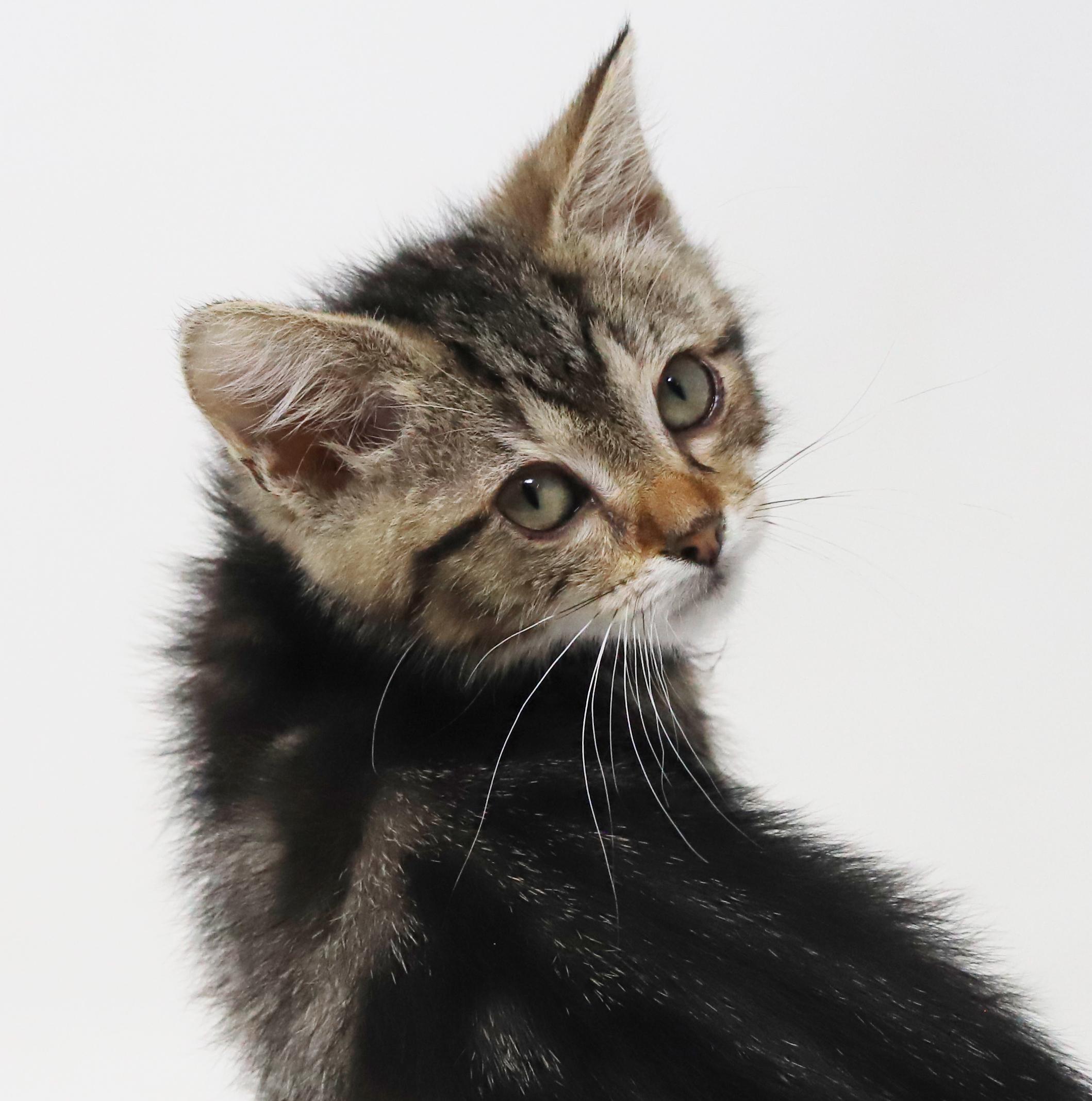 Enlarge Baja Blast is just a mini darling Super deliciously sweet - VIDEO, a Adoptable mixed breed in Bedford Hills, NY image 2/6
