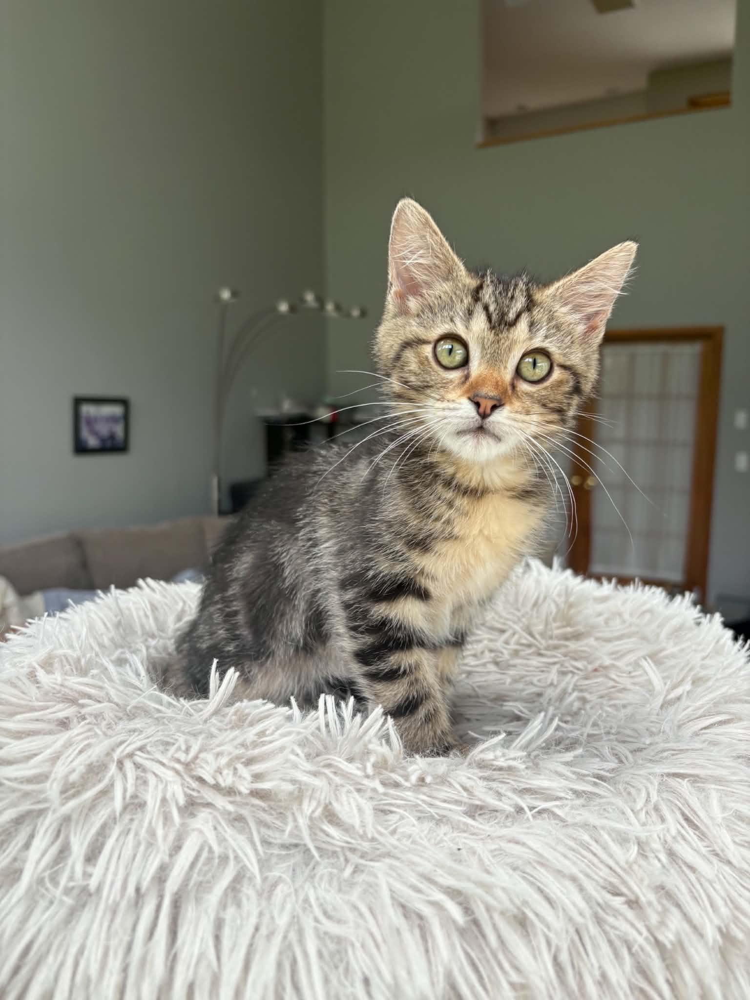 Enlarge Baja Blast is just a mini darling Super deliciously sweet - VIDEO, a Adoptable mixed breed in Bedford Hills, NY image 6/6