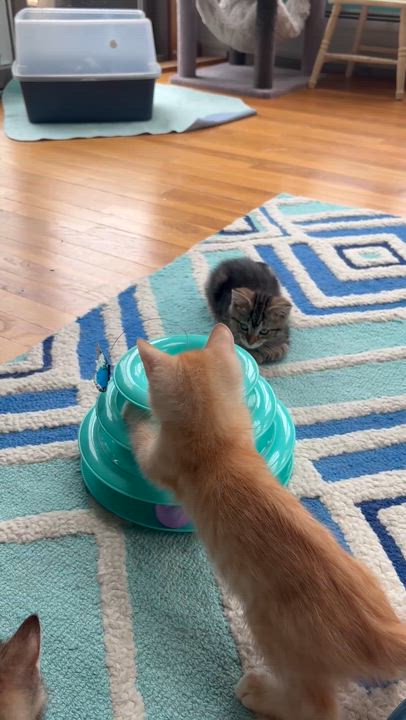 Enlarge Baja Blast is just a mini darling Super deliciously sweet - VIDEO, a Adoptable mixed breed in Bedford Hills, NY video 4/6