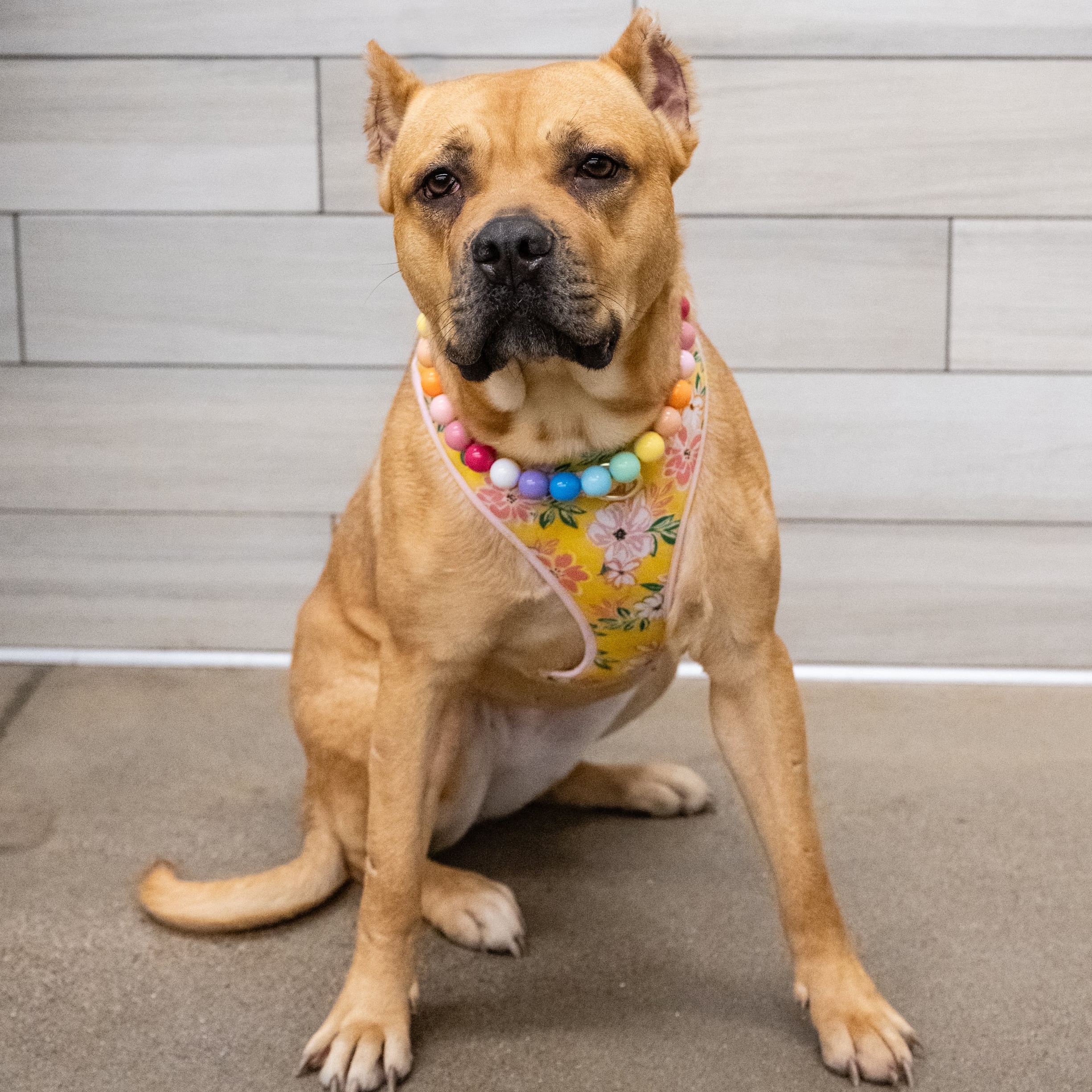 Enlarge Xena, a Adoptable mixed breed in West Saint Paul, MN image 14/18