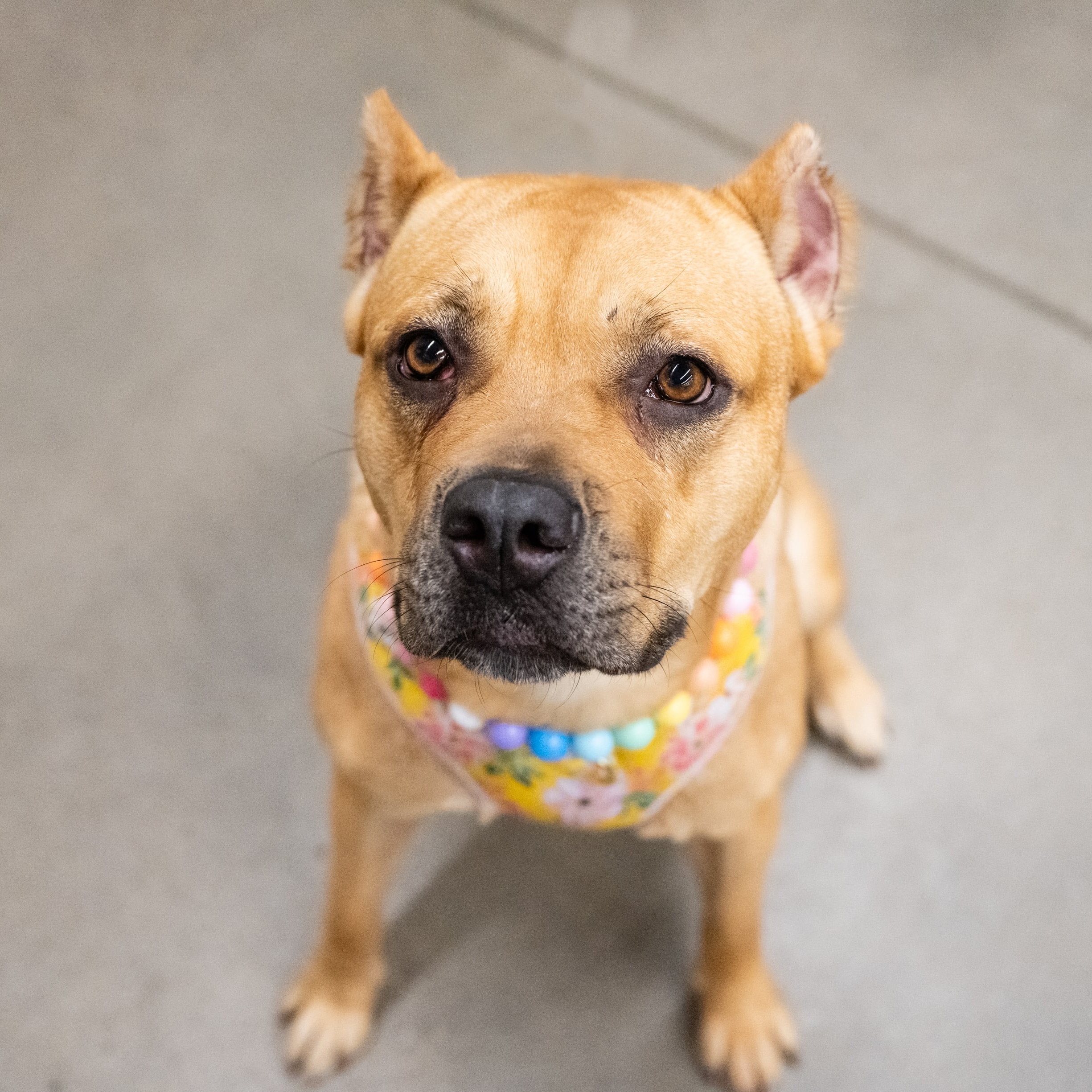 Enlarge Xena, a Adoptable mixed breed in West Saint Paul, MN image 16/18