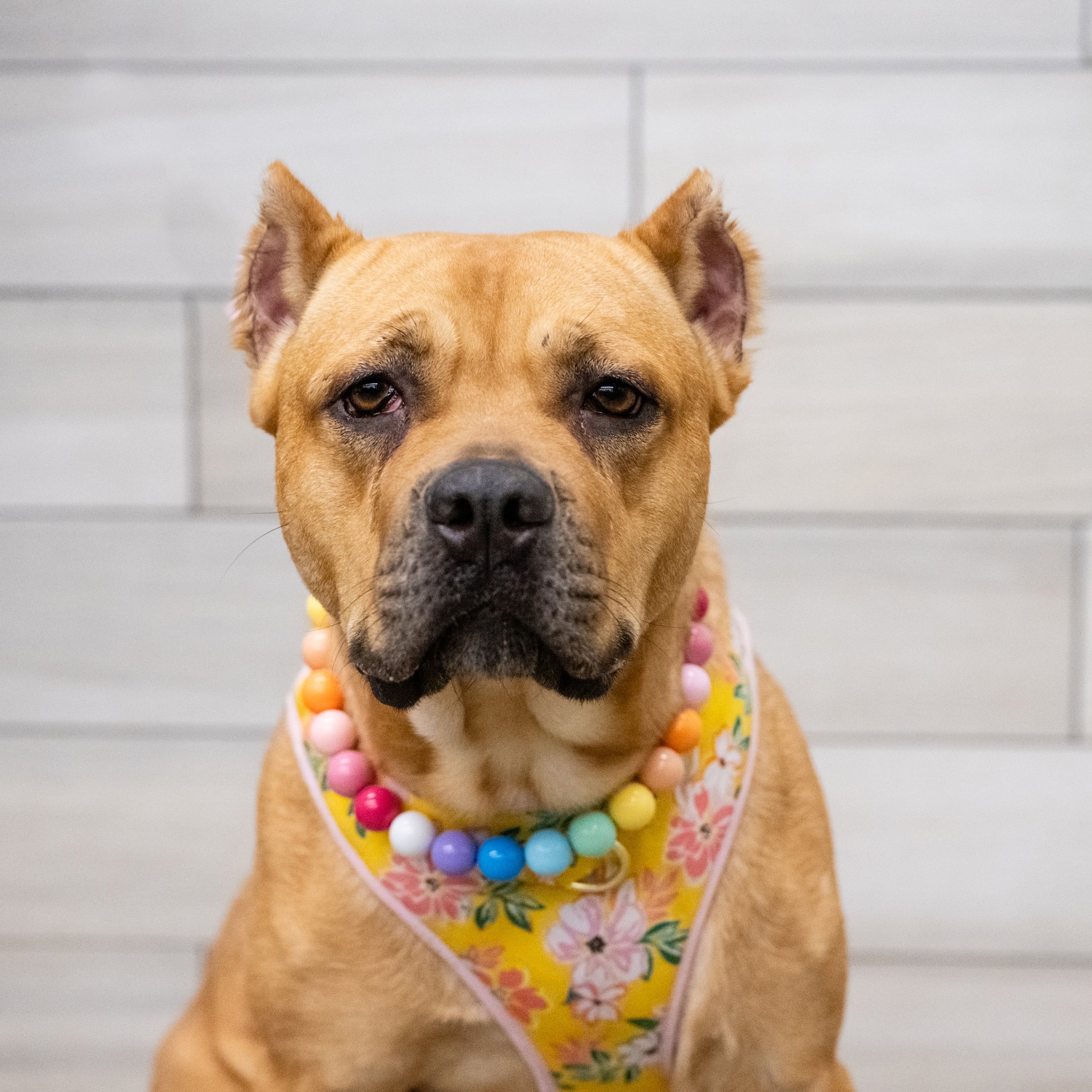 Enlarge Xena, a Adoptable mixed breed in West Saint Paul, MN image 15/18