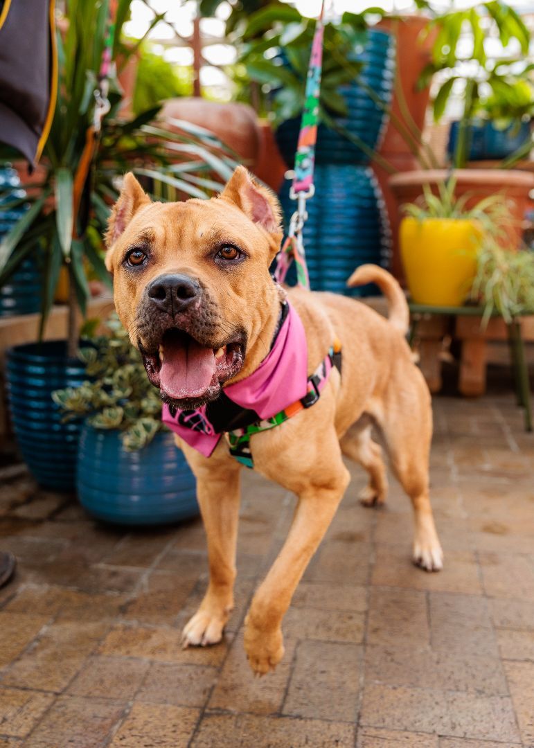 Enlarge Xena, a Adoptable mixed breed in West Saint Paul, MN image 18/18