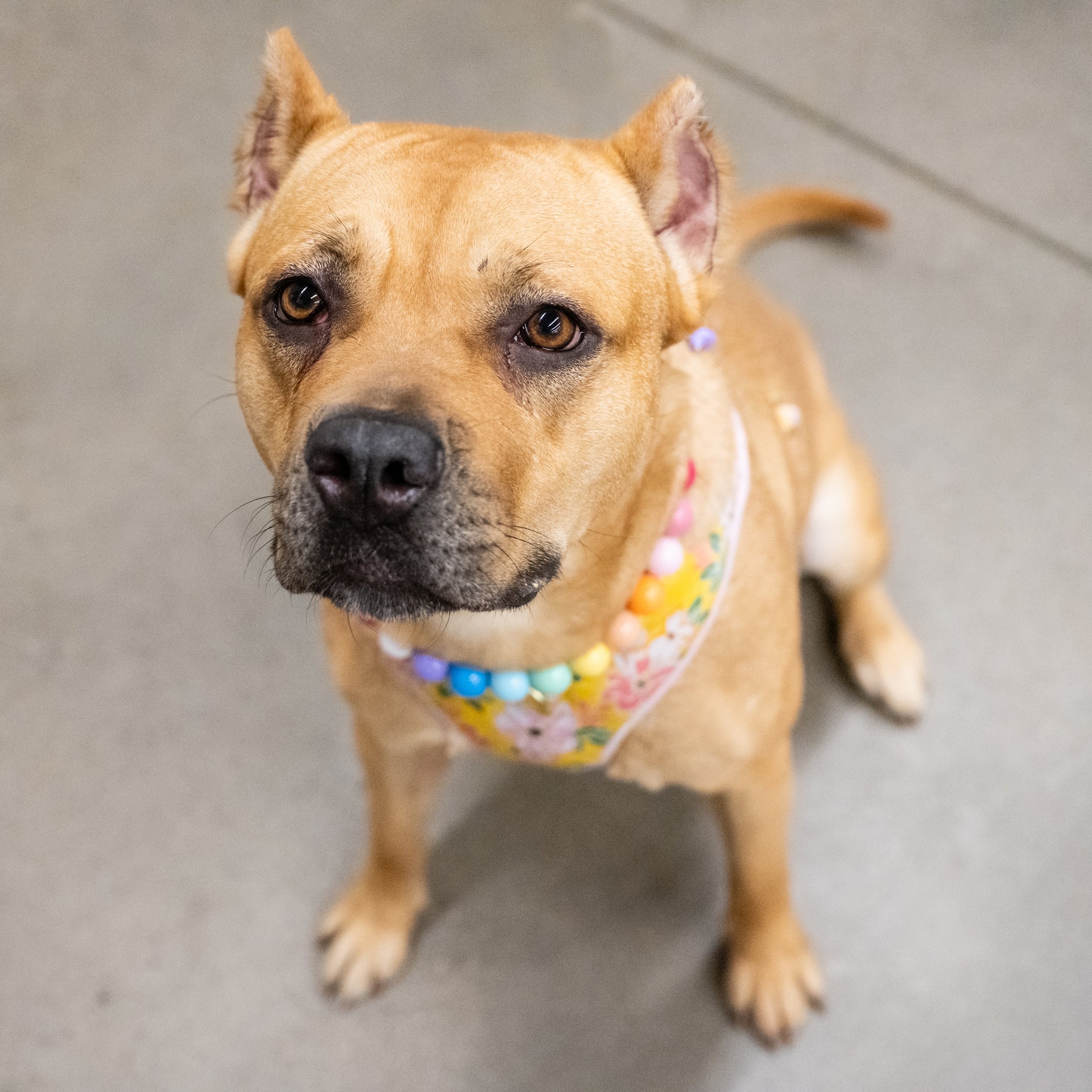 Enlarge Xena, a Adoptable mixed breed in West Saint Paul, MN image 1/18