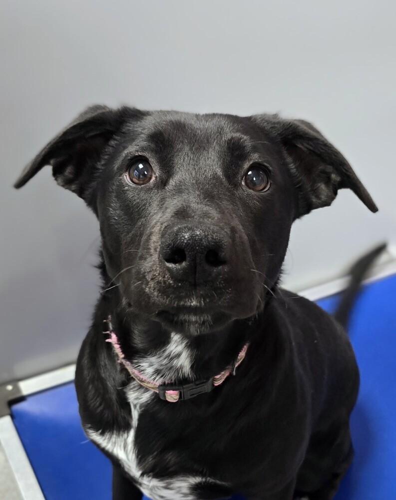 Pistol, Adoptable, Puppy Female Australian Cattle Dog / Blue Heeler.