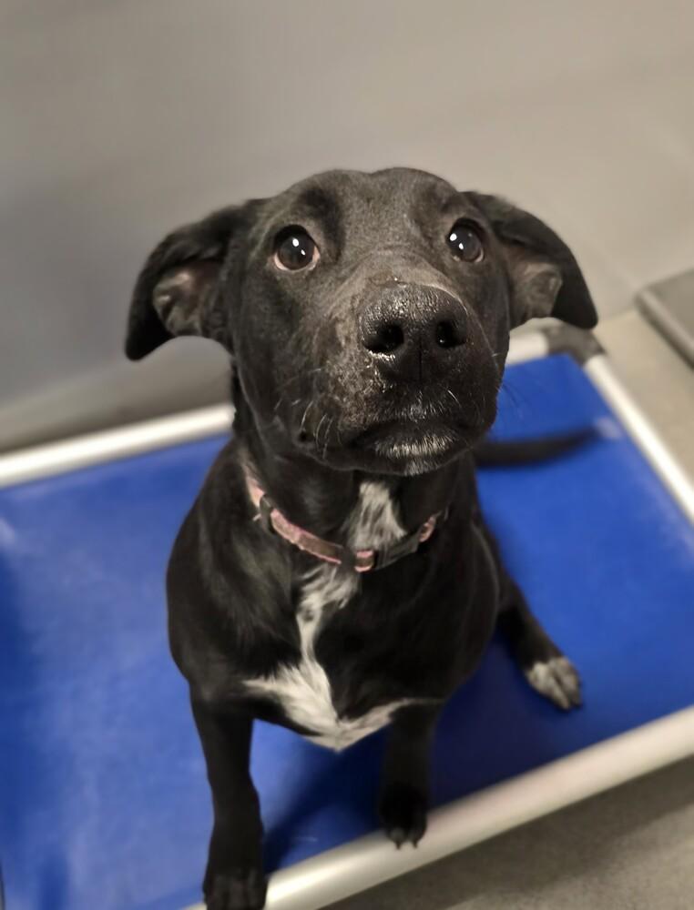 Enlarge Pistol, a Adoptable mixed breed in Wellington, KS image 2/6